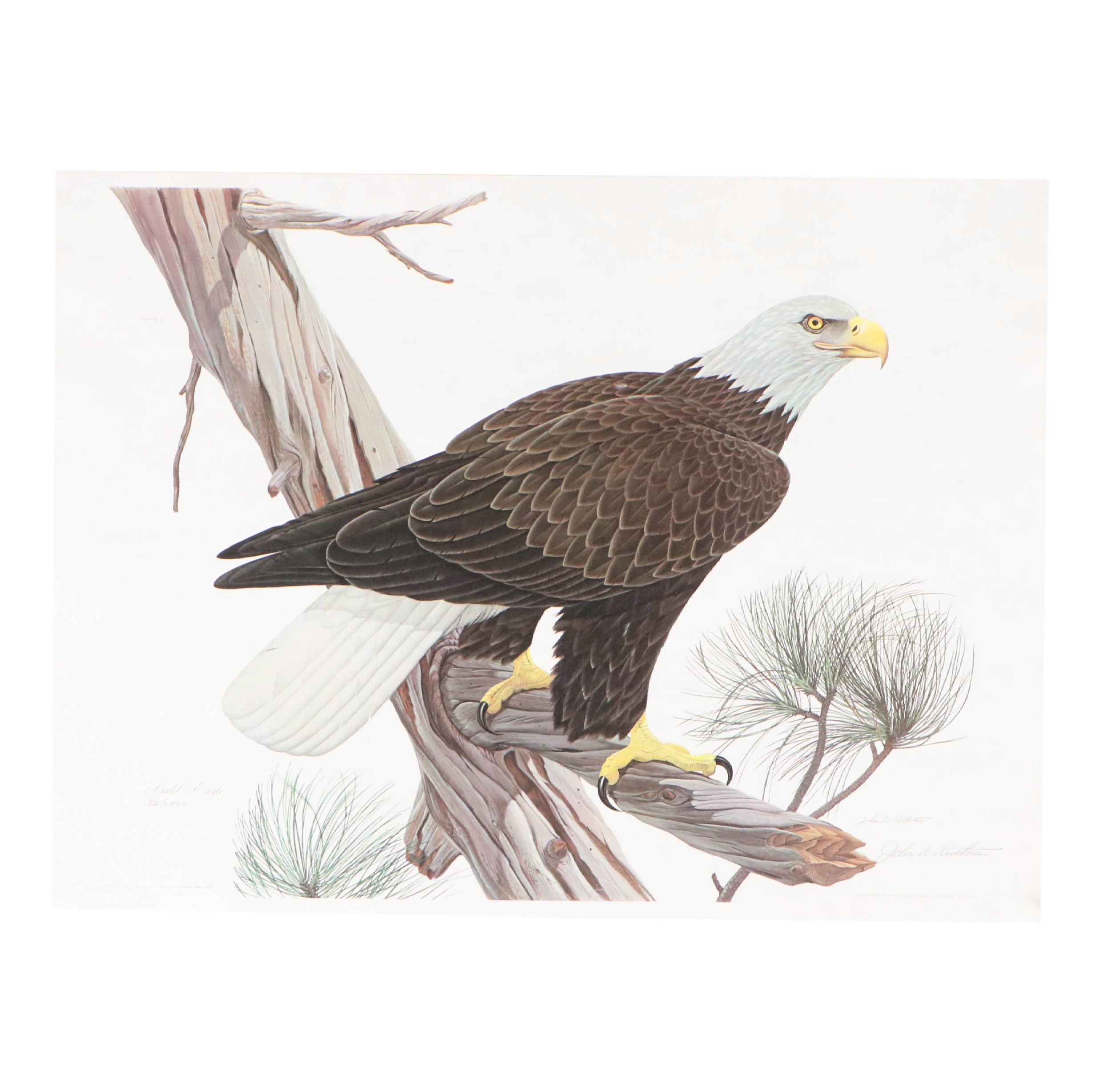 John Ruthven Offset Lithograph "Bald Eagle"