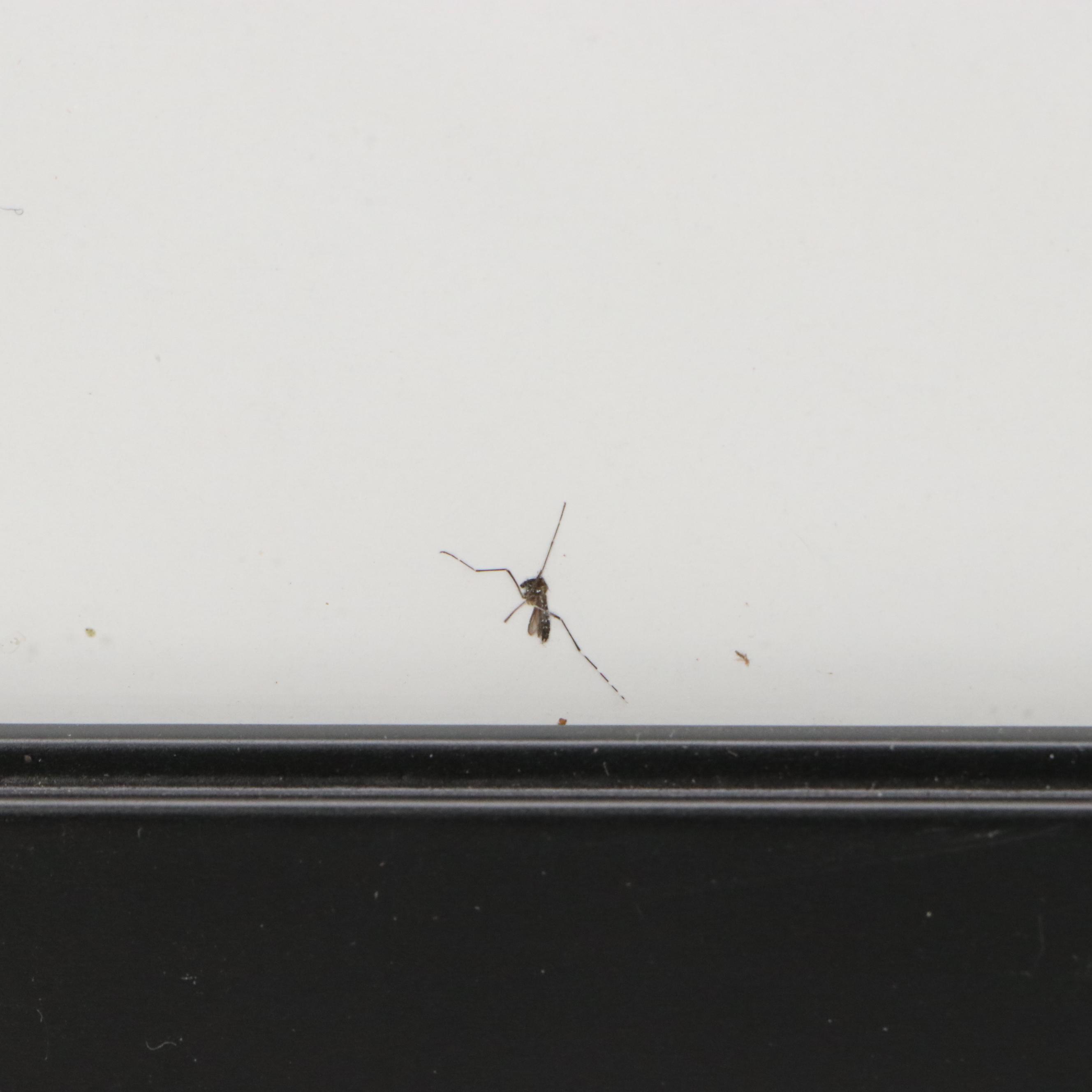 Giclée "Notary" After Jean-Michel Basquiat