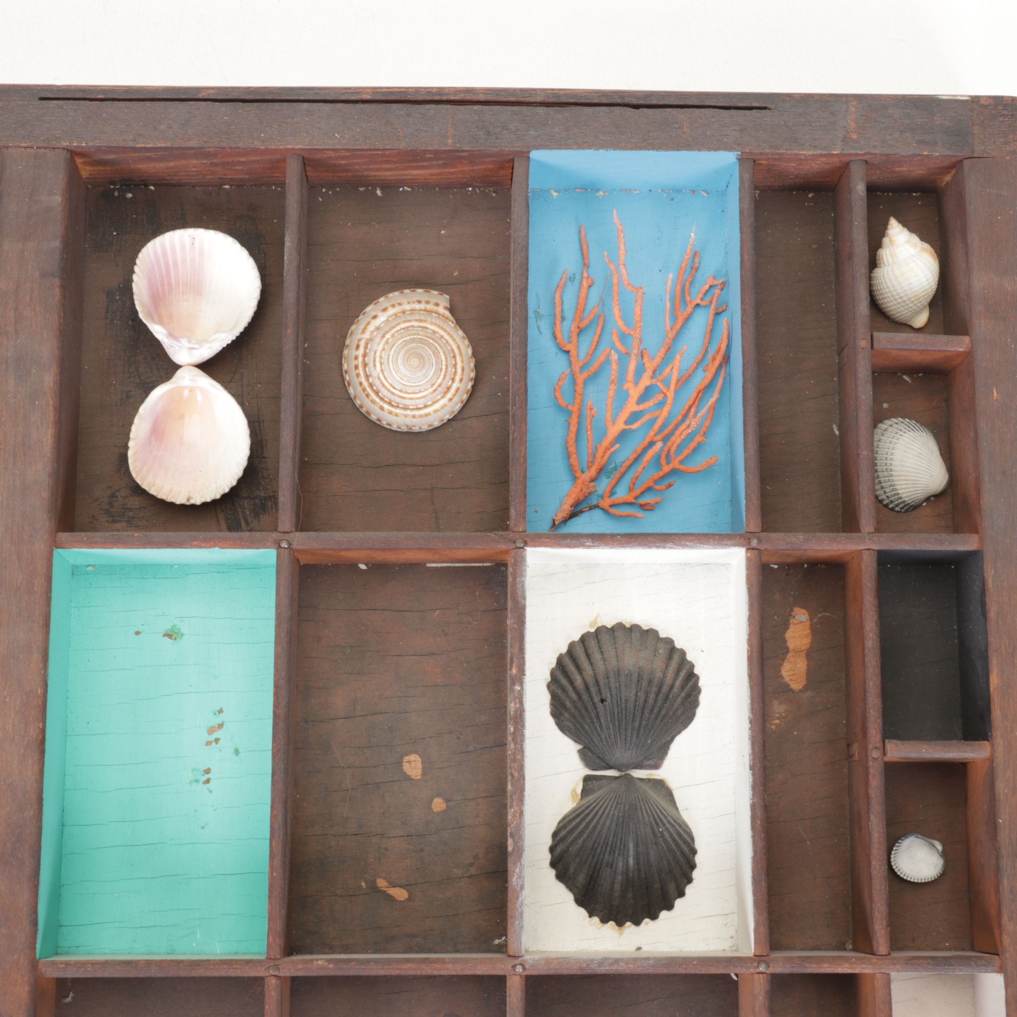 Wood Printer's Tray with Cone Shells, Red Coral, Pipefish, Chiton and More