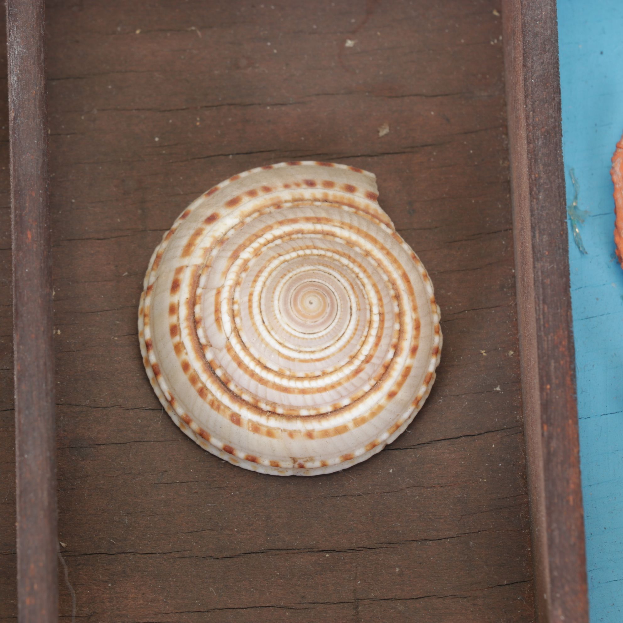 Wood Printer's Tray with Cone Shells, Red Coral, Pipefish, Chiton and More