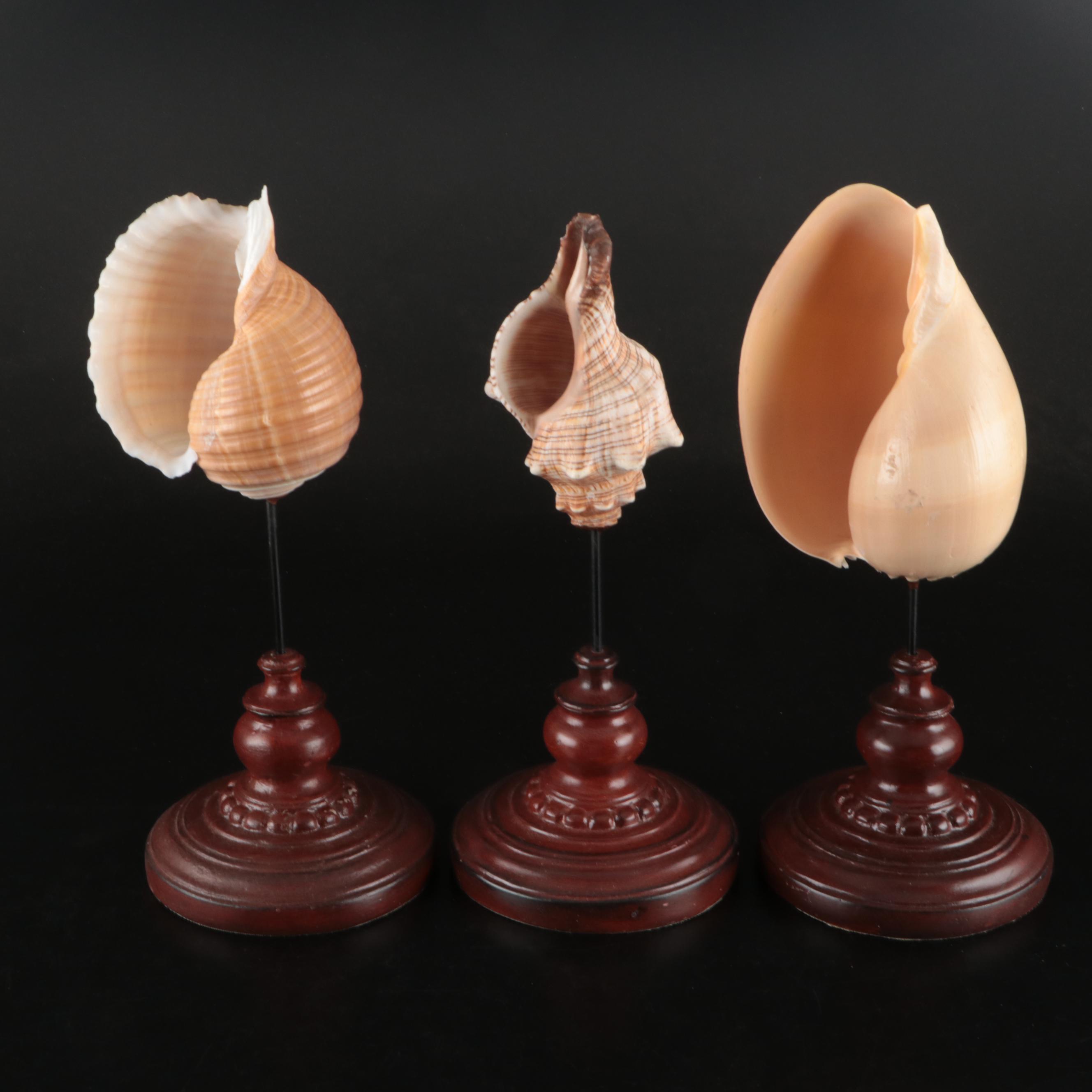Black Murex, Queen Conch, Whelks, and Other Shells with Wooden Mounts