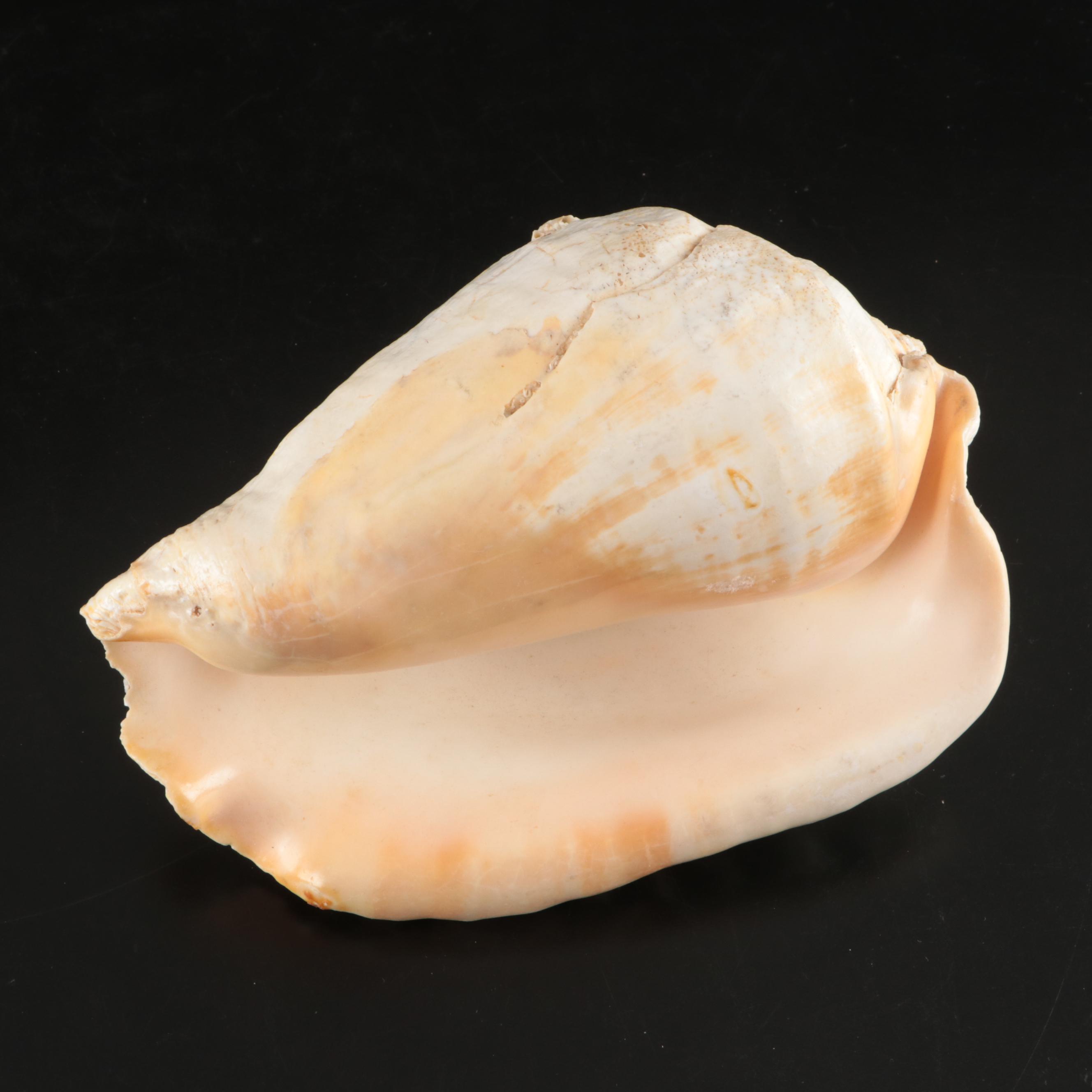 Black Murex, Queen Conch, Whelks, and Other Shells with Wooden Mounts