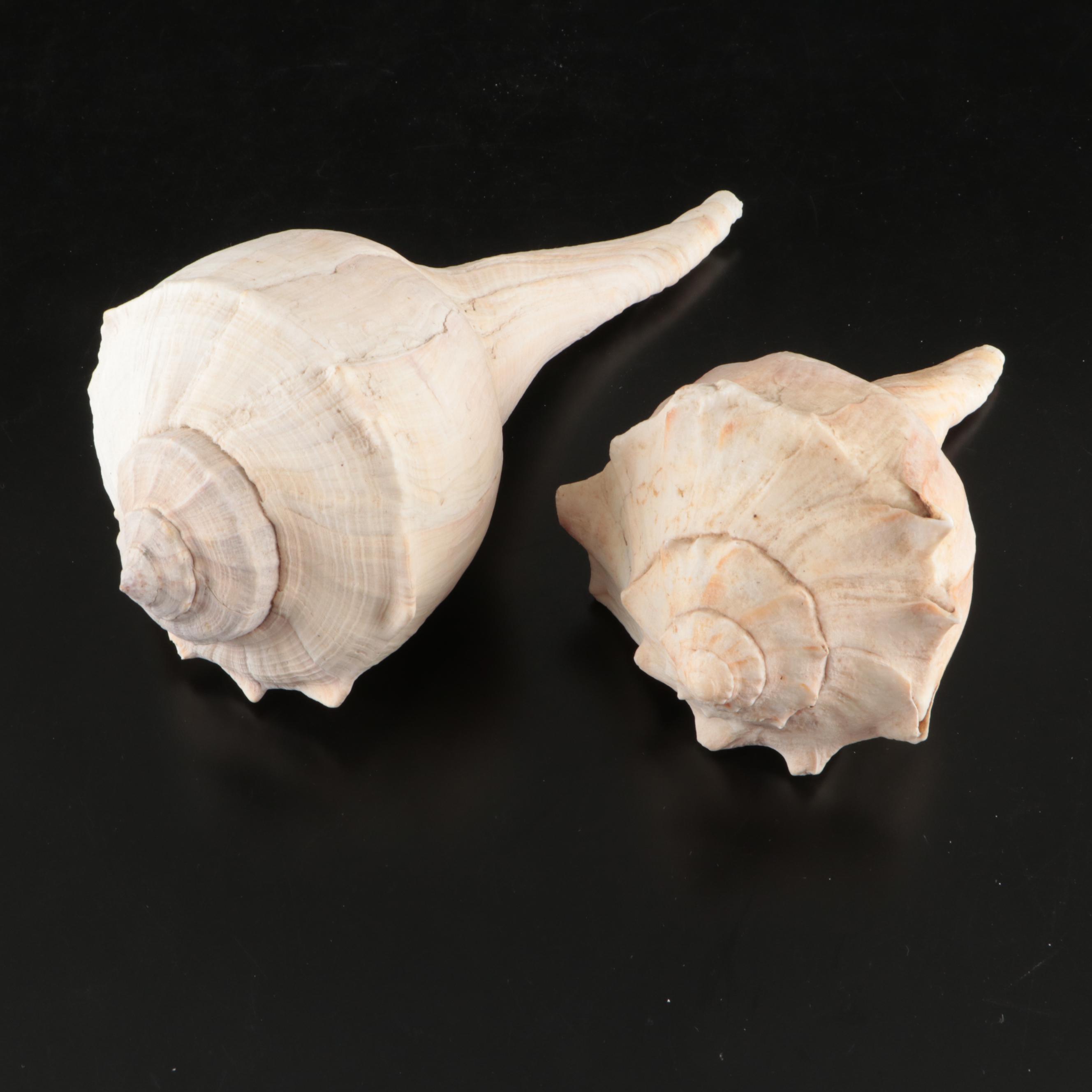 Black Murex, Queen Conch, Whelks, and Other Shells with Wooden Mounts