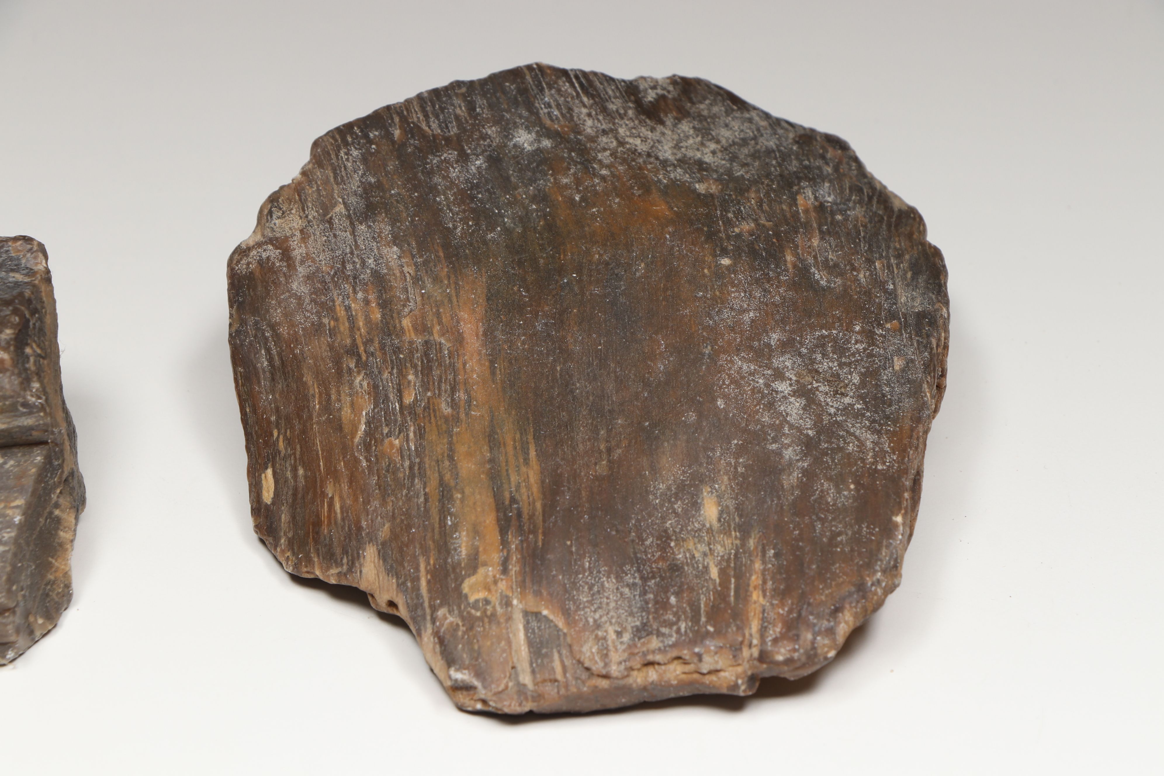 Petrified Wood with Fossil Honeycomb and Mushroom Corals