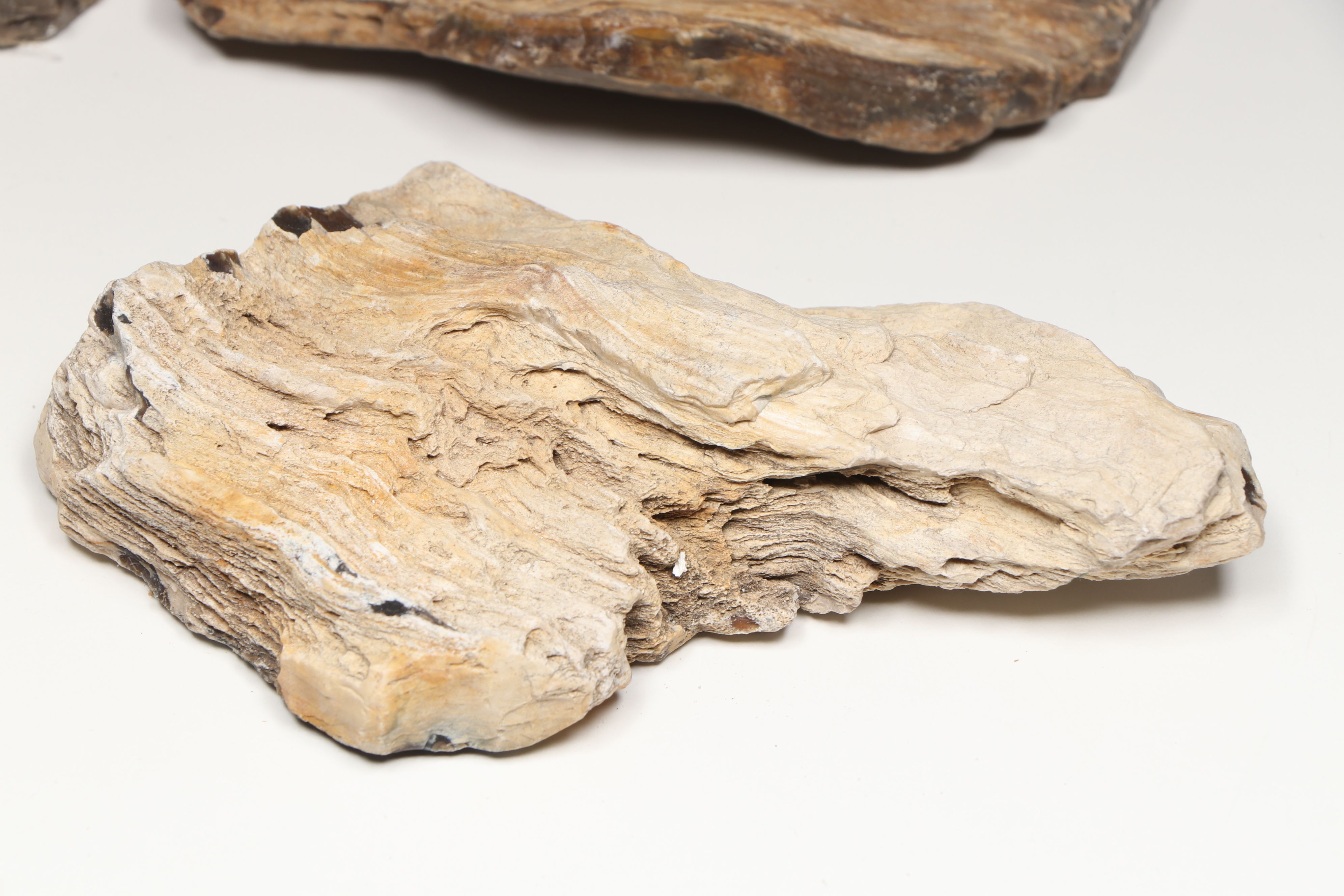 Petrified Wood with Fossil Honeycomb and Mushroom Corals