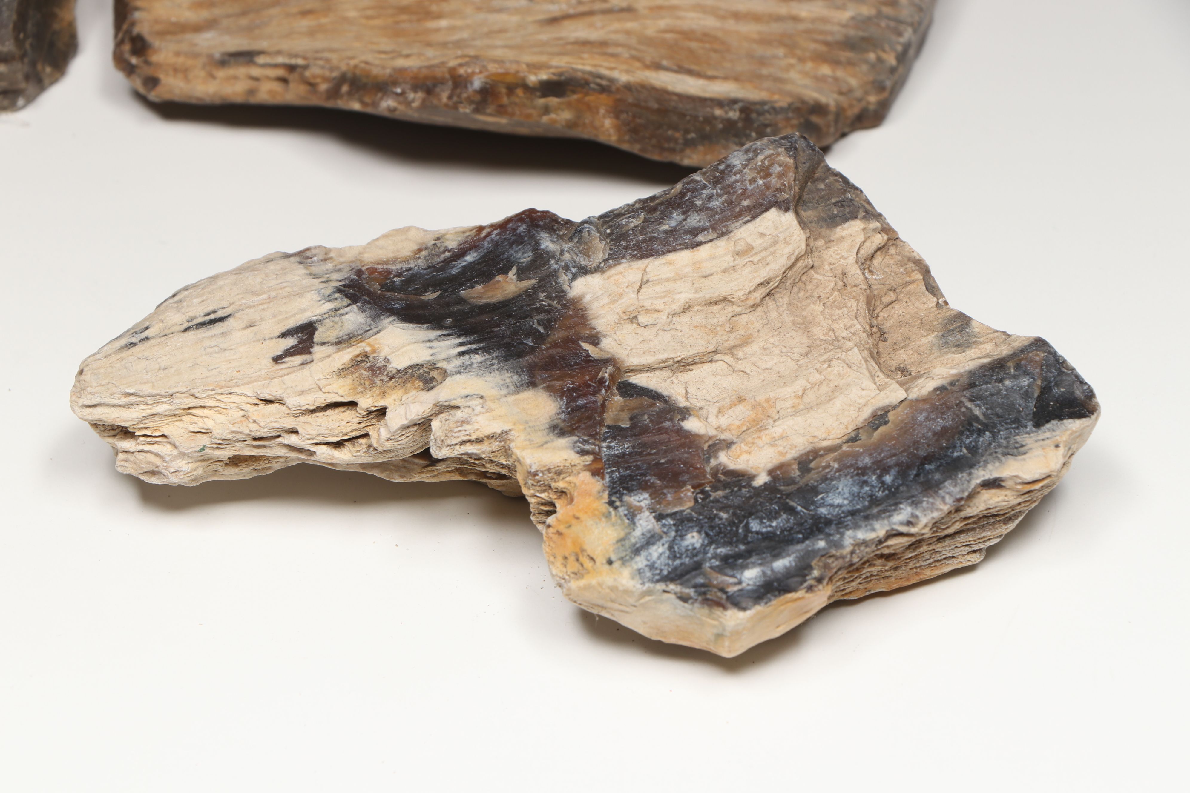 Petrified Wood with Fossil Honeycomb and Mushroom Corals