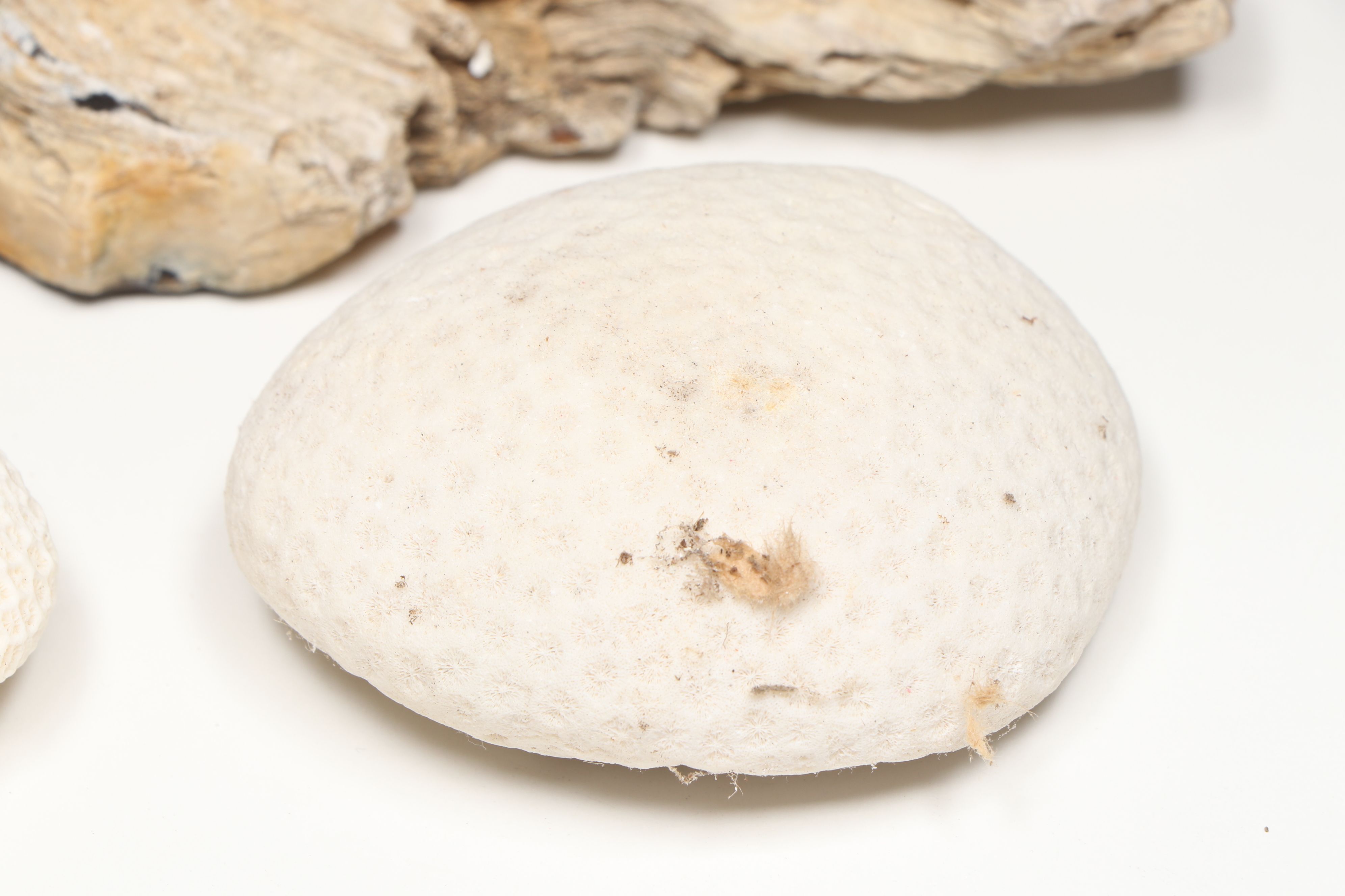 Petrified Wood with Fossil Honeycomb and Mushroom Corals