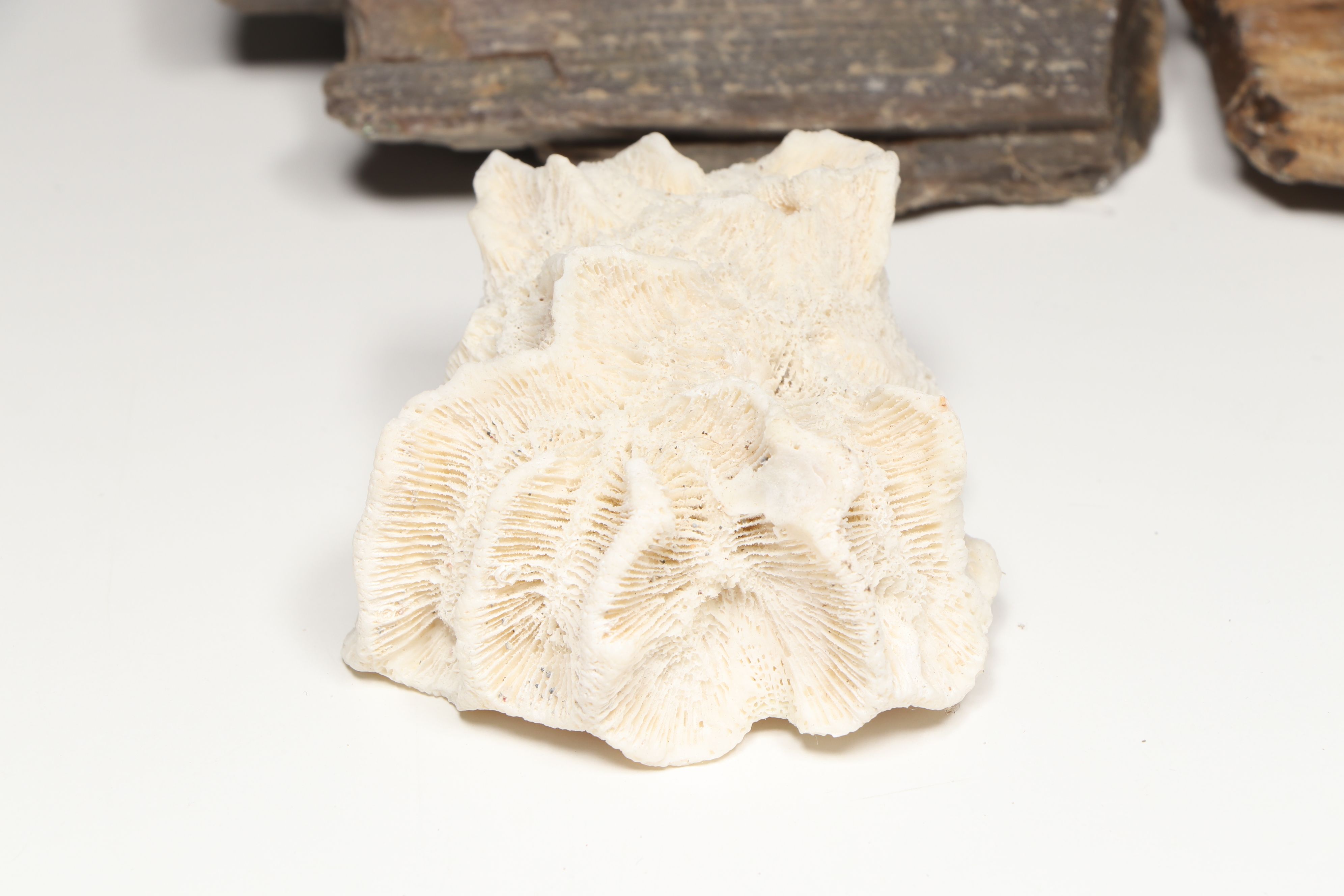 Petrified Wood with Fossil Honeycomb and Mushroom Corals