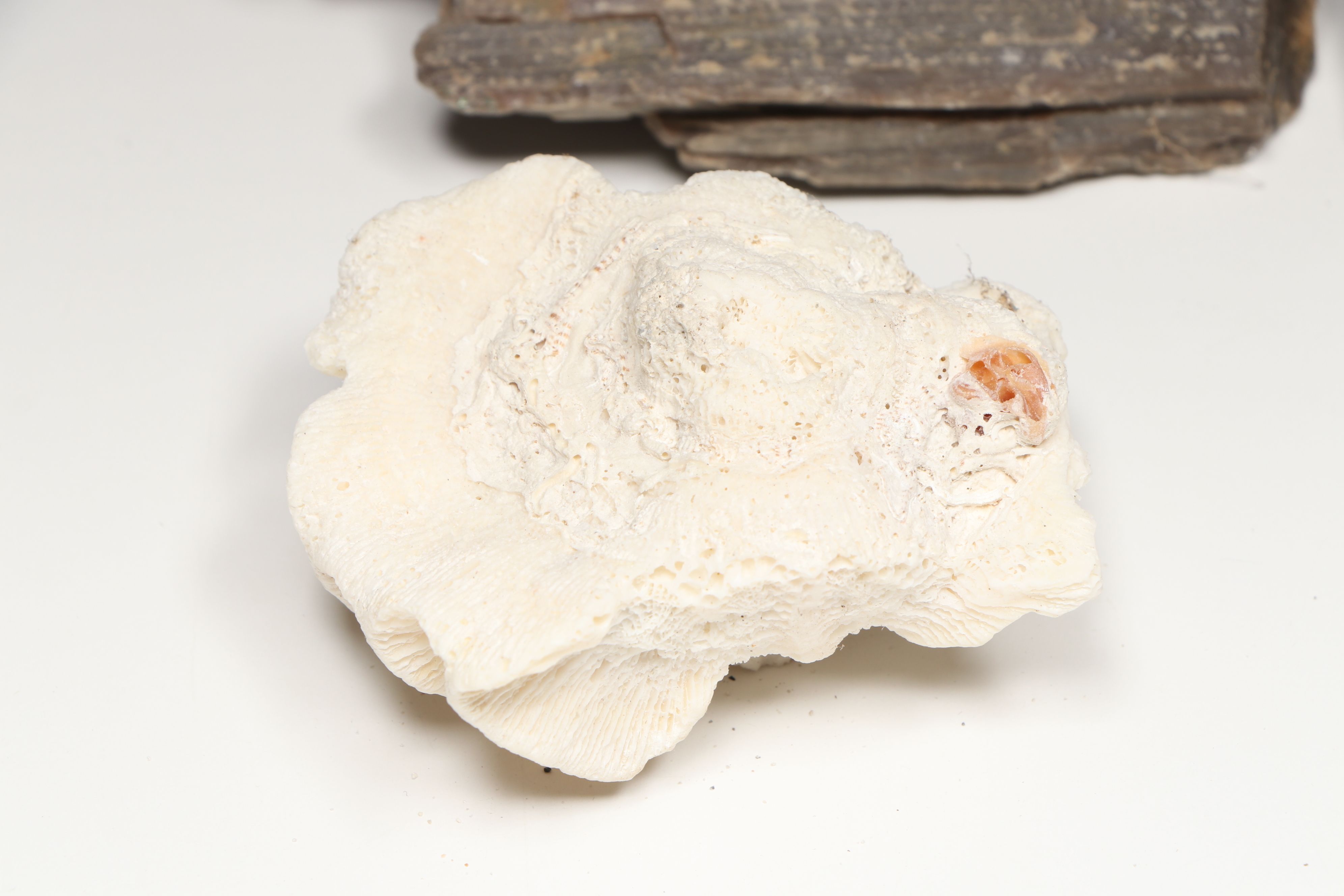 Petrified Wood with Fossil Honeycomb and Mushroom Corals