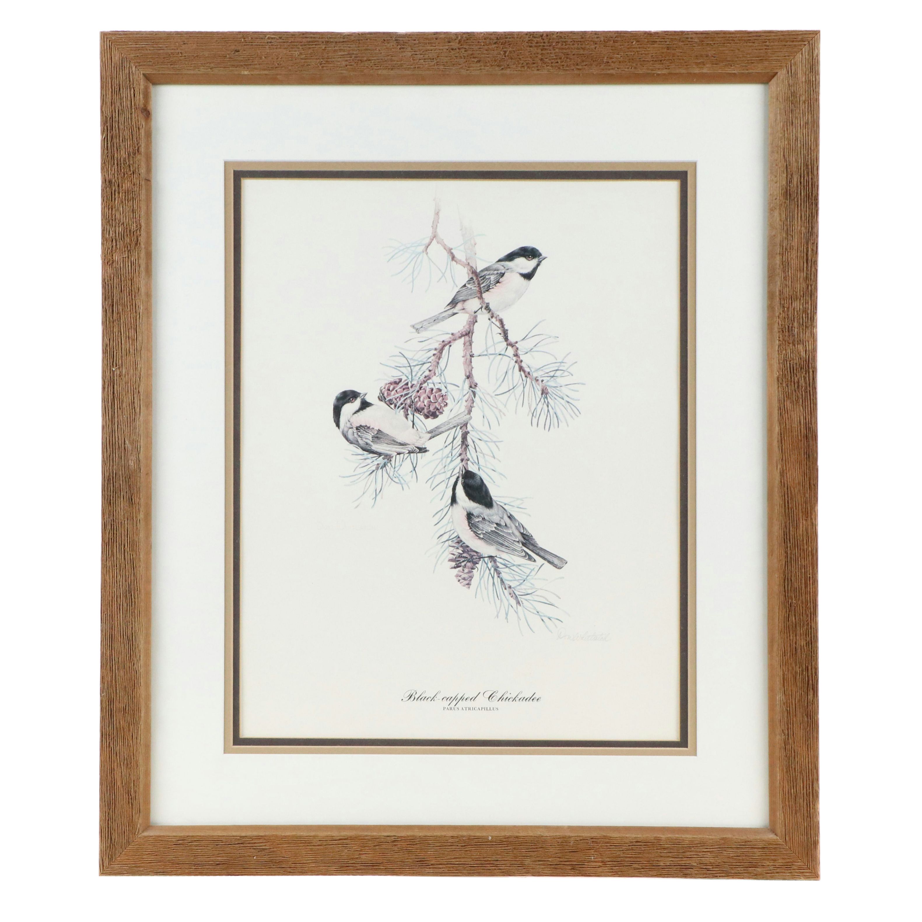 Don Whitlatch Offset Lithograph "Black-capped Chickadee," Late 20th Century