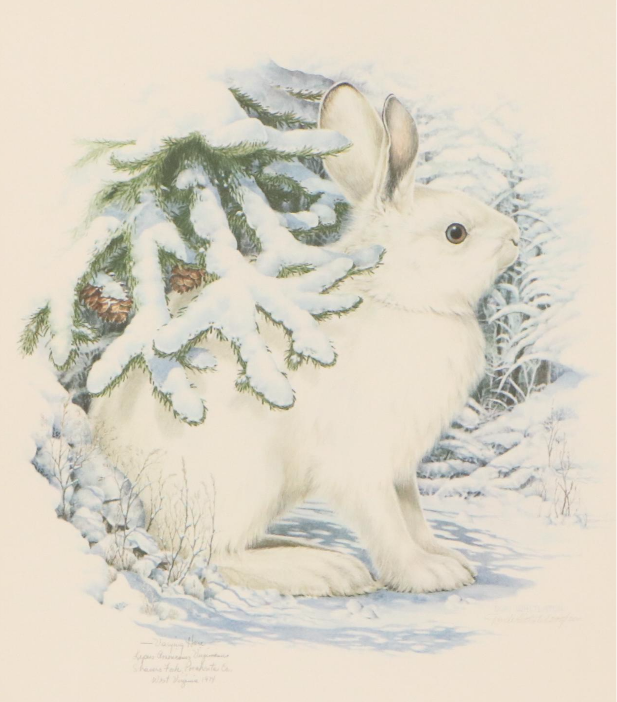Don Whitlatch Offset Lithograph "Snowshoe Hare," Late 20th Century