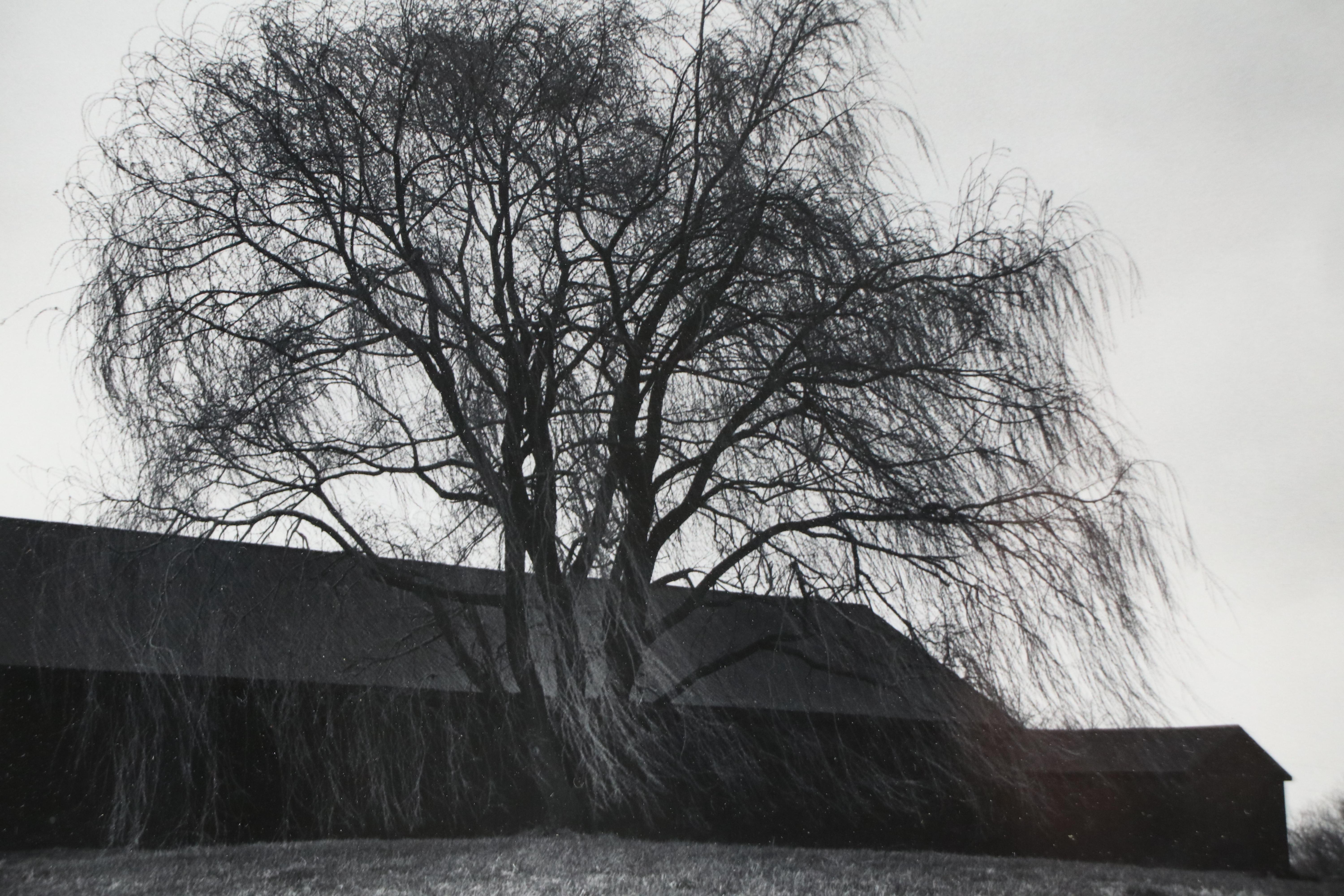 H. Mathis Black and White Photographic Print "Willow in the Wind," 1980