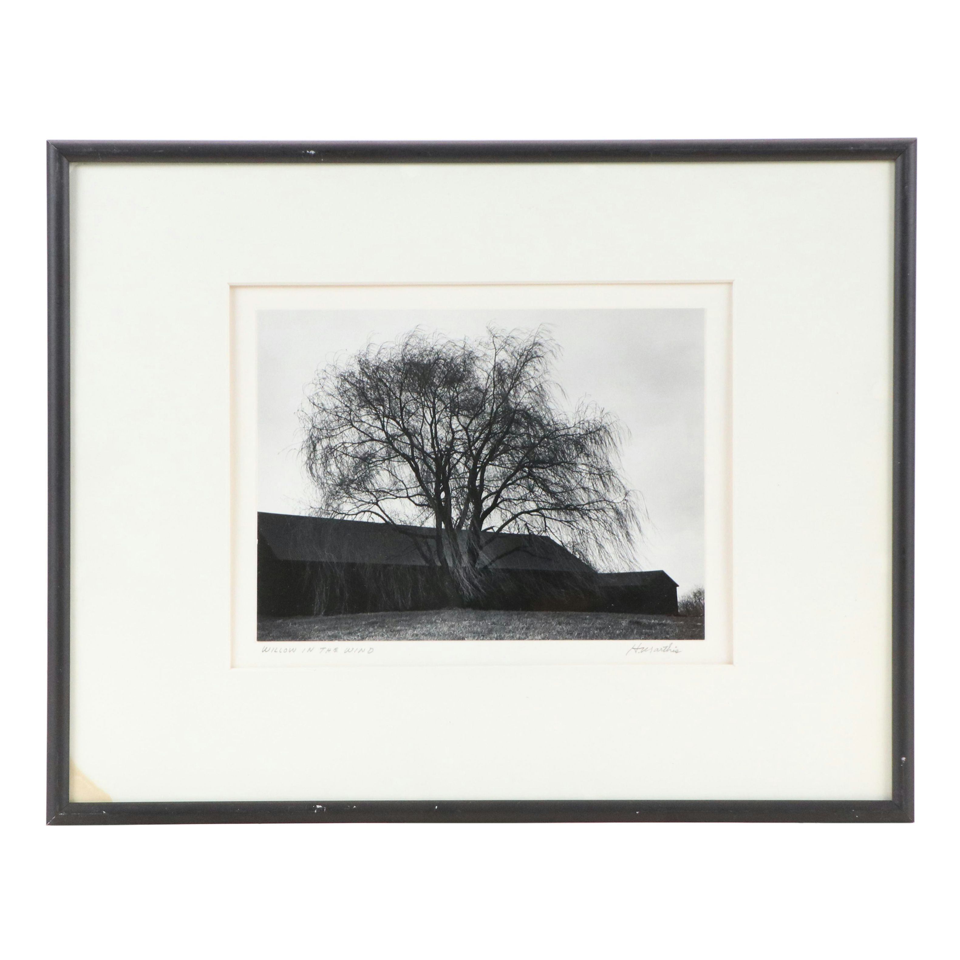 H. Mathis Black and White Photographic Print "Willow in the Wind," 1980