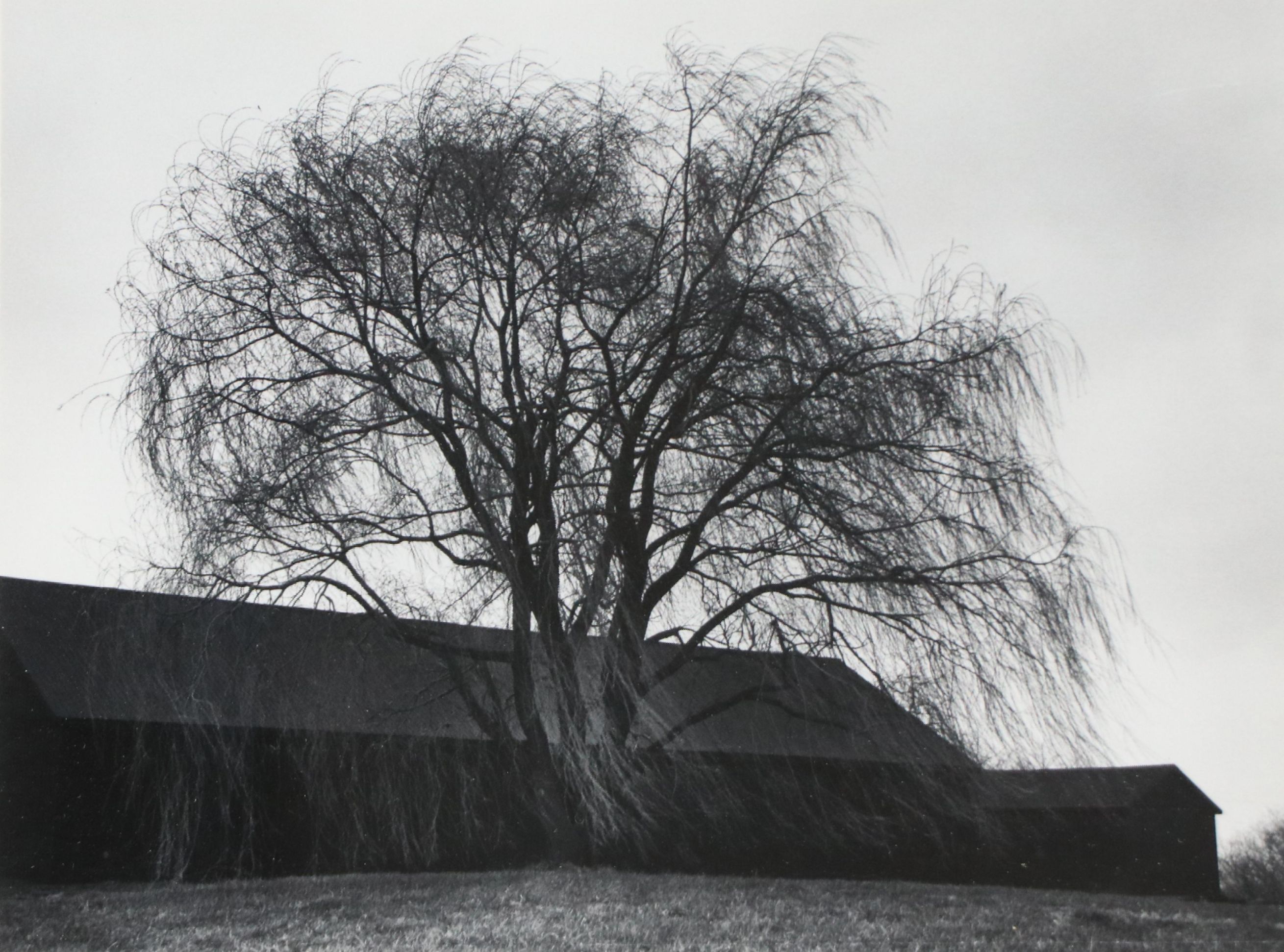 H. Mathis Black and White Photographic Print "Willow in the Wind," 1980