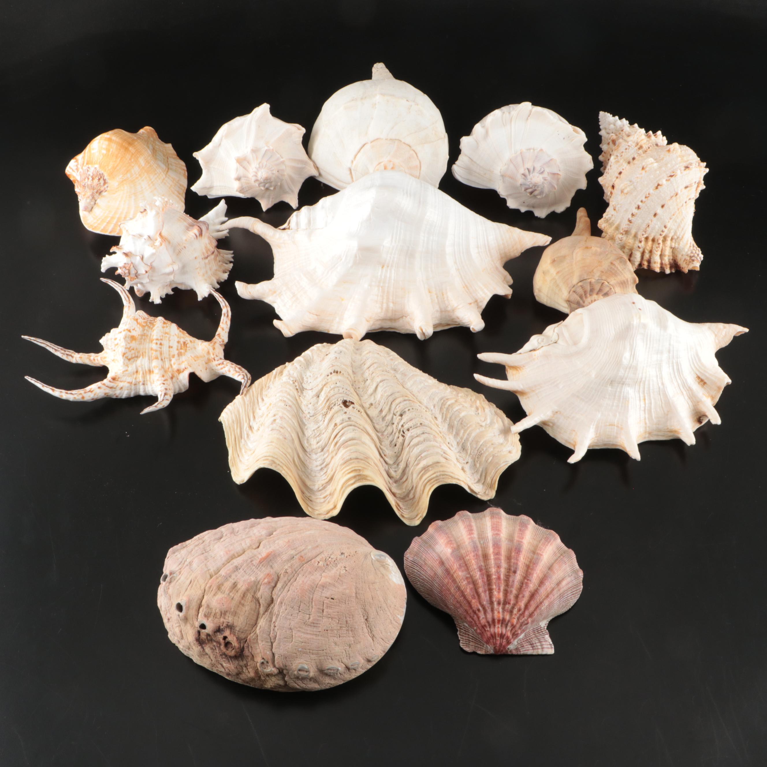 Abalone, Spider Conch, Whelks, Scallop, Ruffled Clam, and Other Shell Specimens