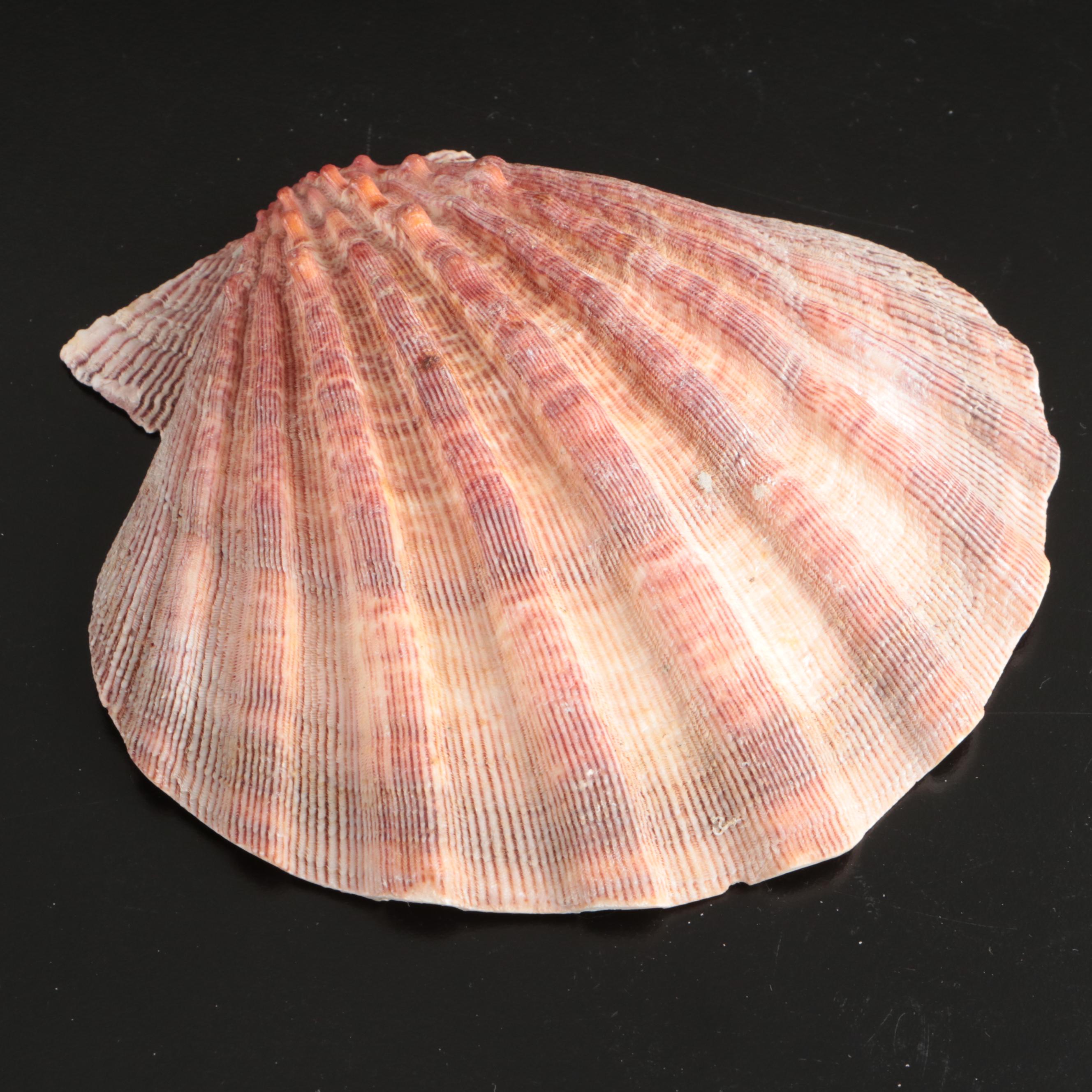 Abalone, Spider Conch, Whelks, Scallop, Ruffled Clam, and Other Shell Specimens