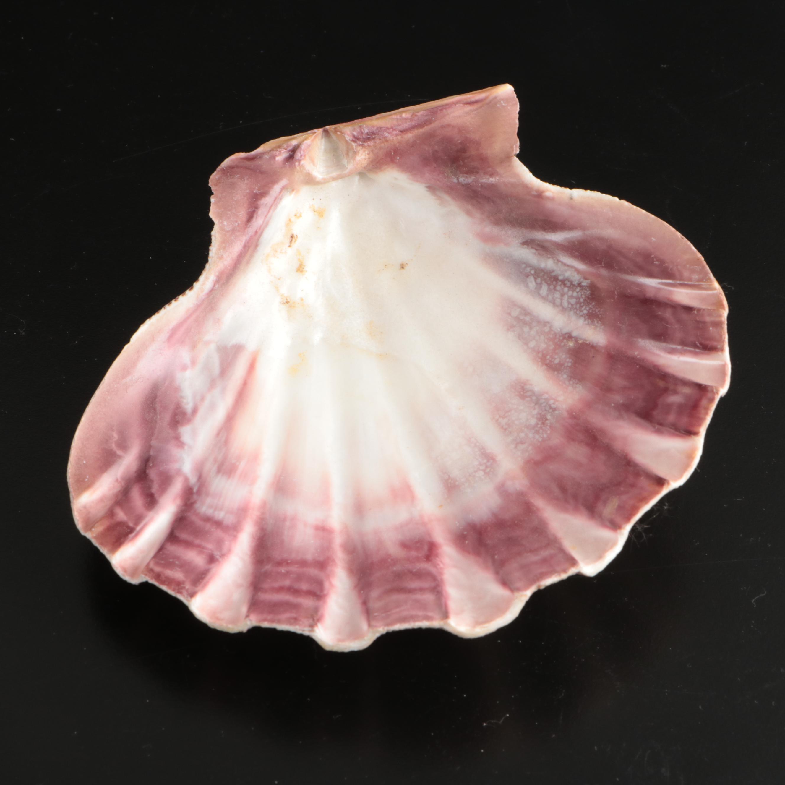 Abalone, Spider Conch, Whelks, Scallop, Ruffled Clam, and Other Shell Specimens