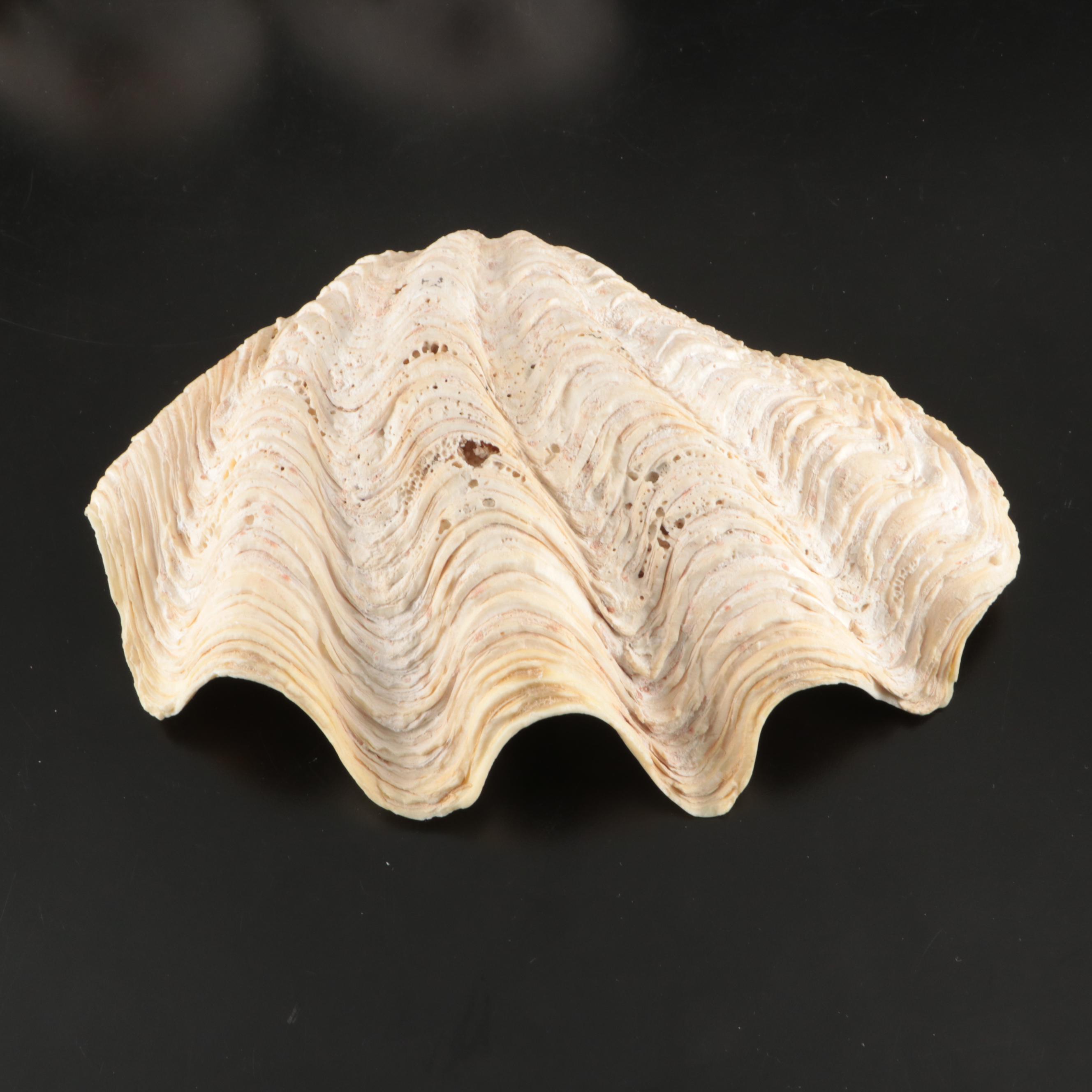 Abalone, Spider Conch, Whelks, Scallop, Ruffled Clam, and Other Shell Specimens