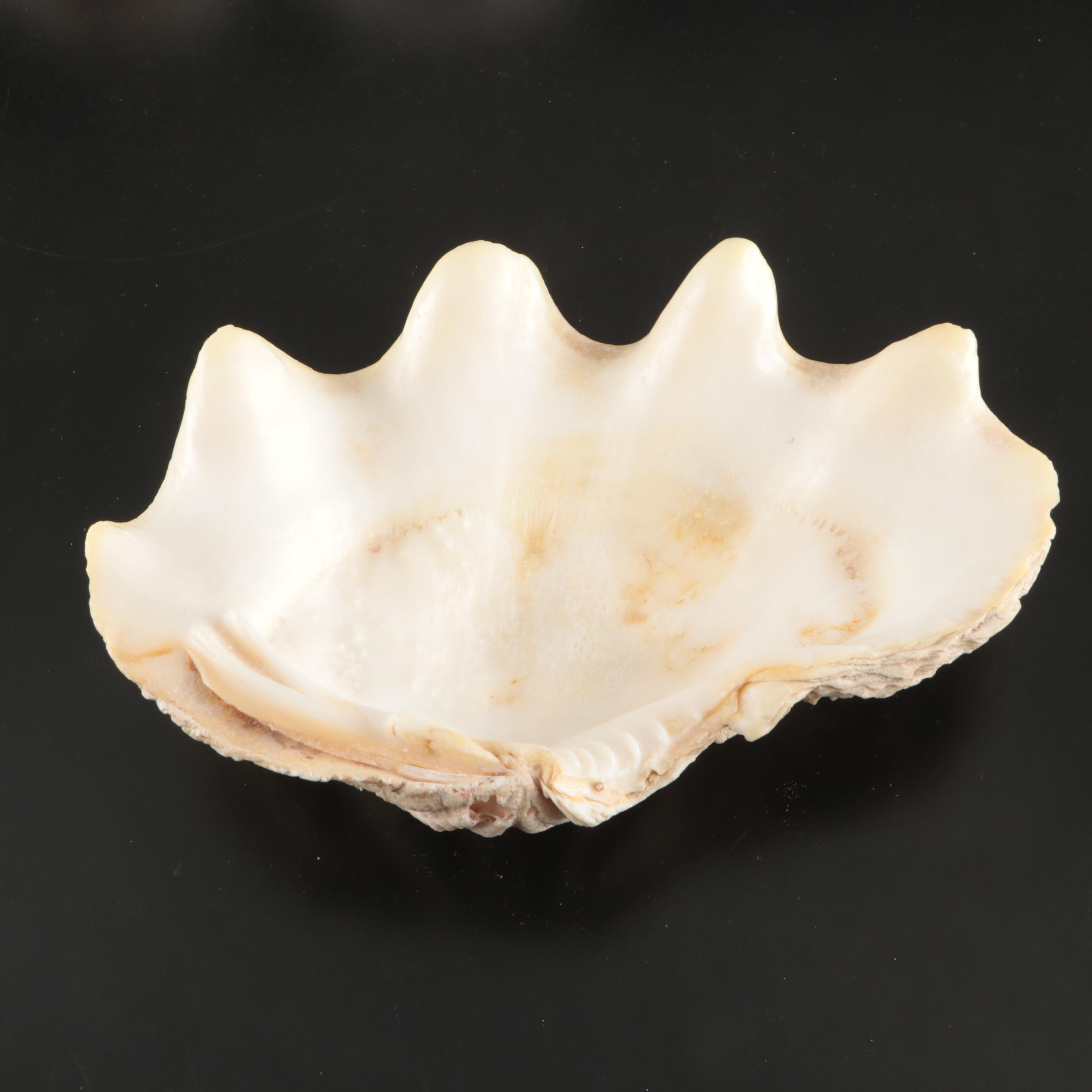 Abalone, Spider Conch, Whelks, Scallop, Ruffled Clam, and Other Shell Specimens