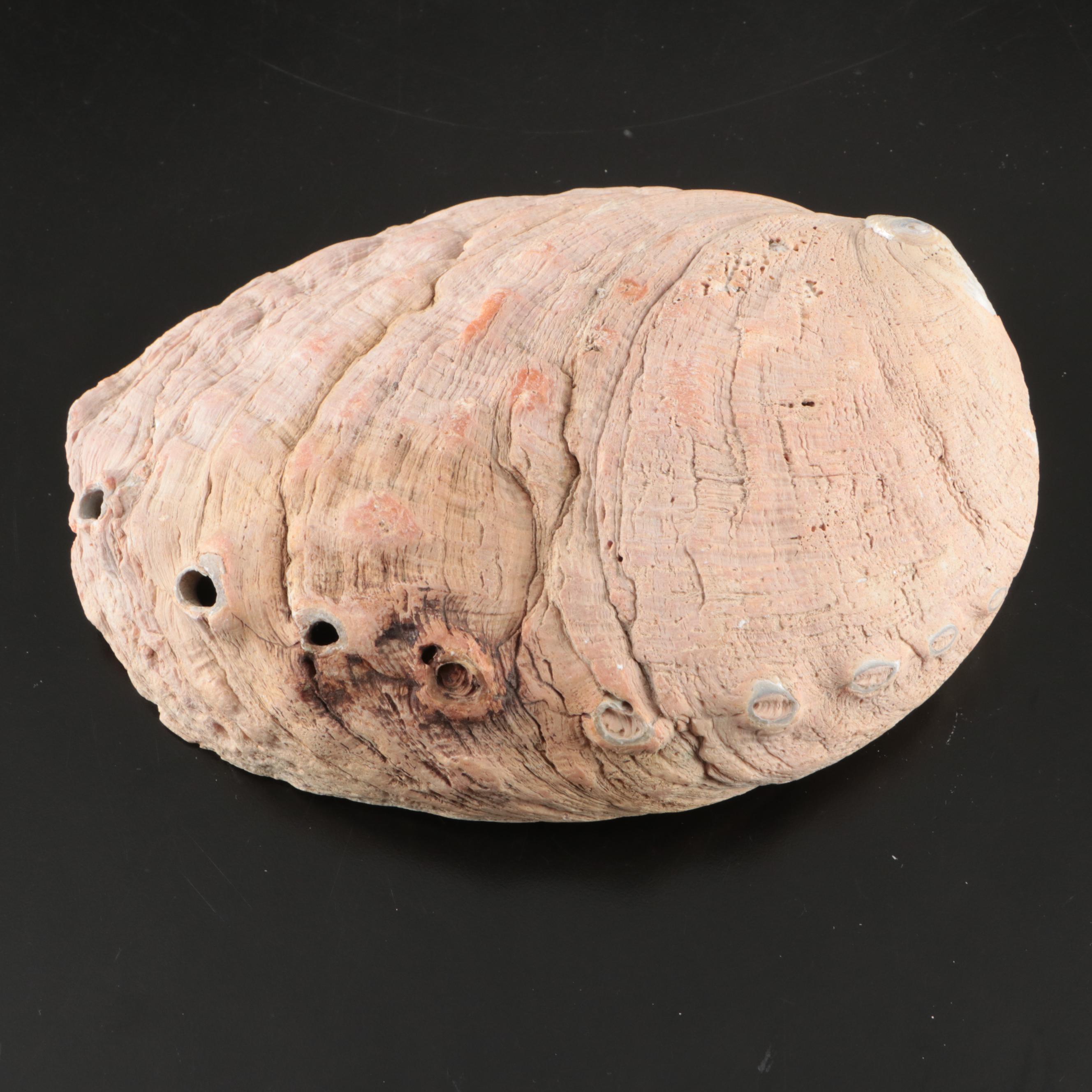 Abalone, Spider Conch, Whelks, Scallop, Ruffled Clam, and Other Shell Specimens