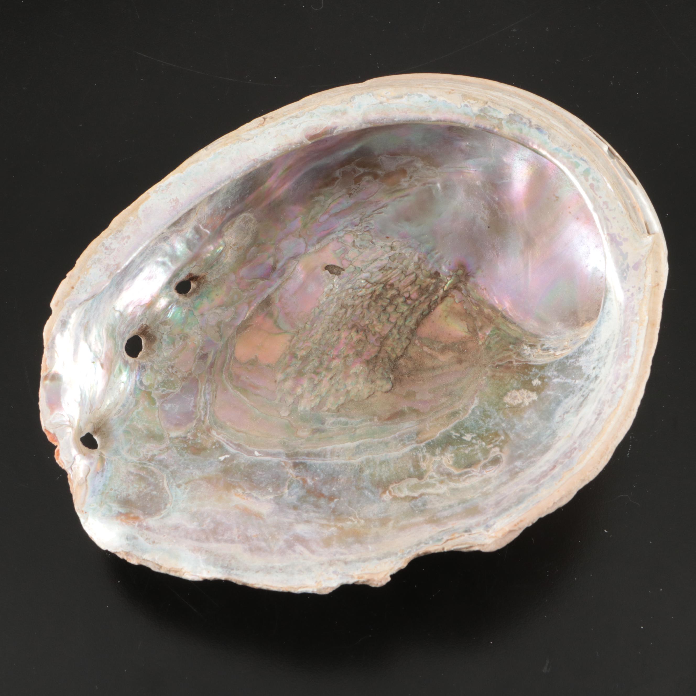 Abalone, Spider Conch, Whelks, Scallop, Ruffled Clam, and Other Shell Specimens