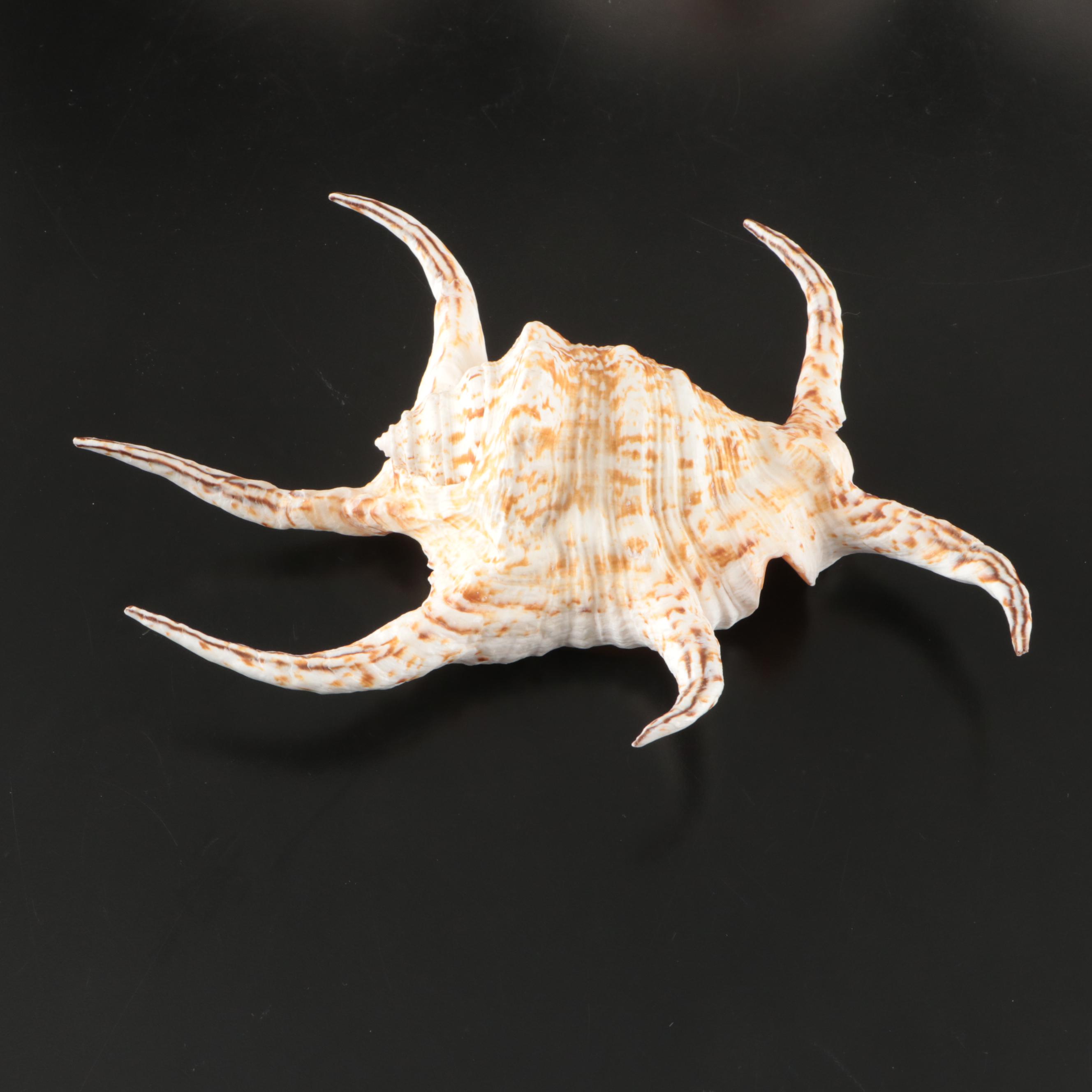 Abalone, Spider Conch, Whelks, Scallop, Ruffled Clam, and Other Shell Specimens