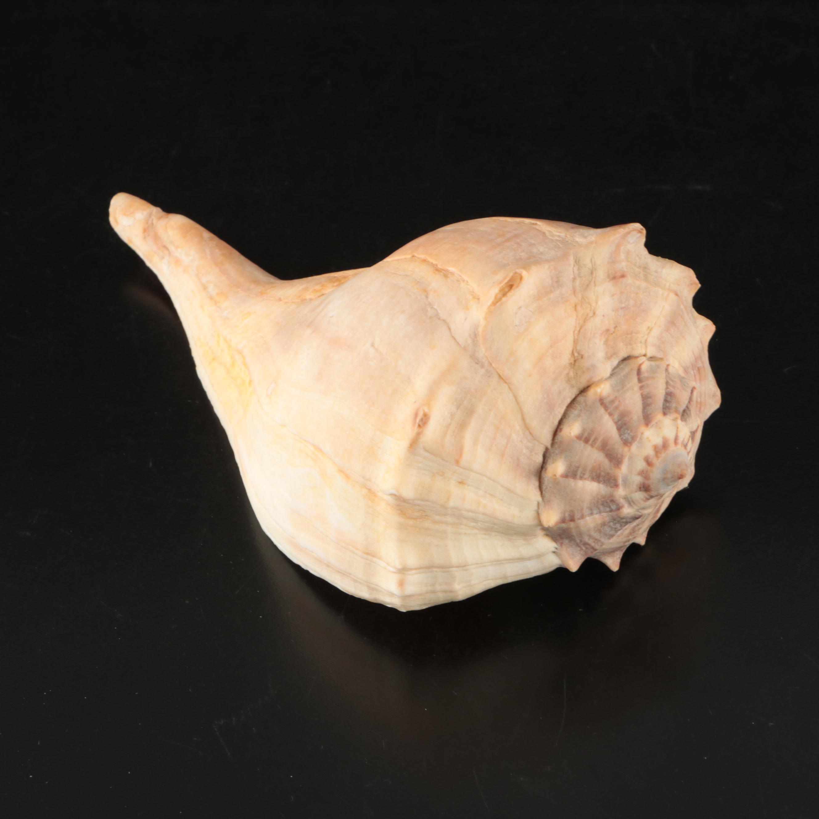 Abalone, Spider Conch, Whelks, Scallop, Ruffled Clam, and Other Shell Specimens