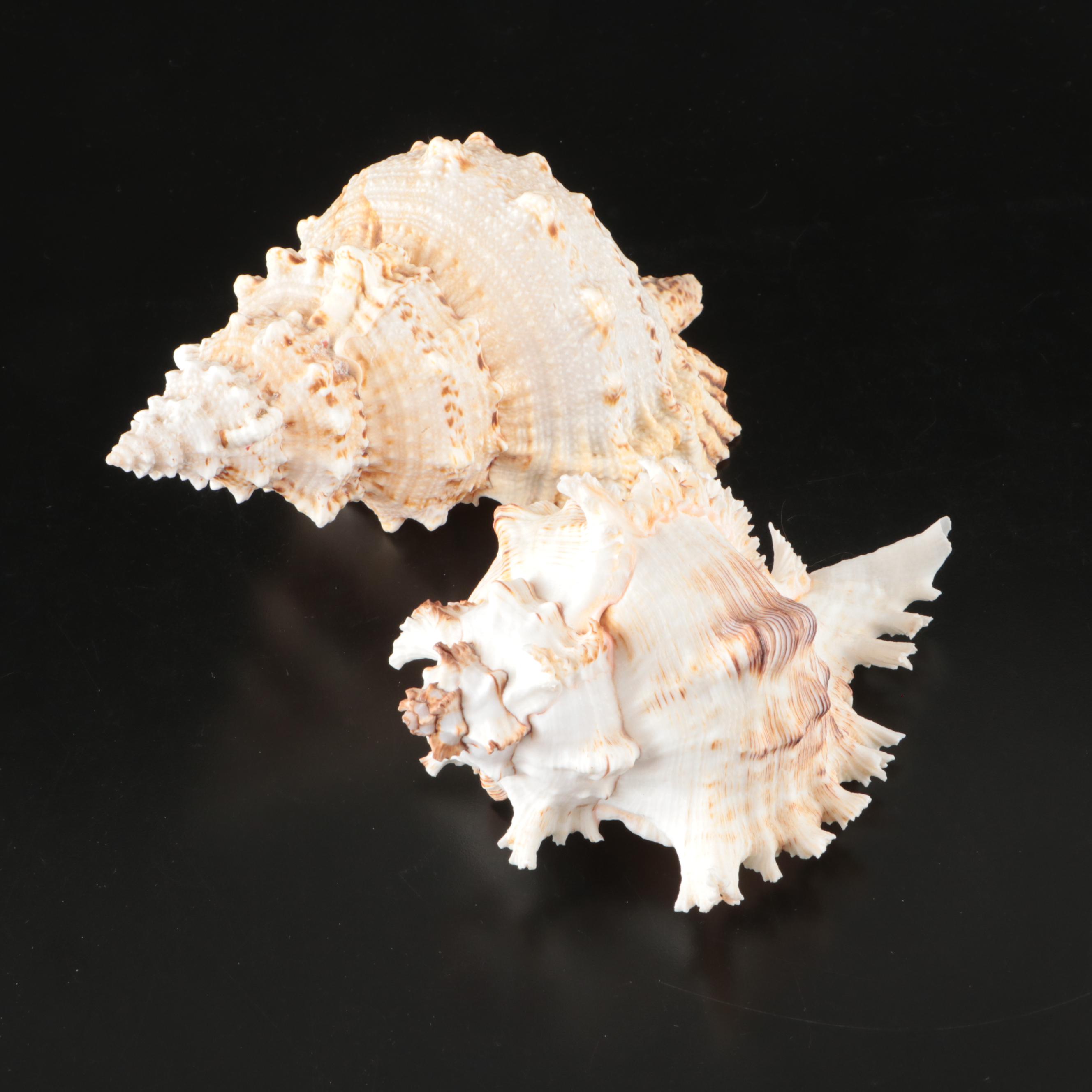 Abalone, Spider Conch, Whelks, Scallop, Ruffled Clam, and Other Shell Specimens