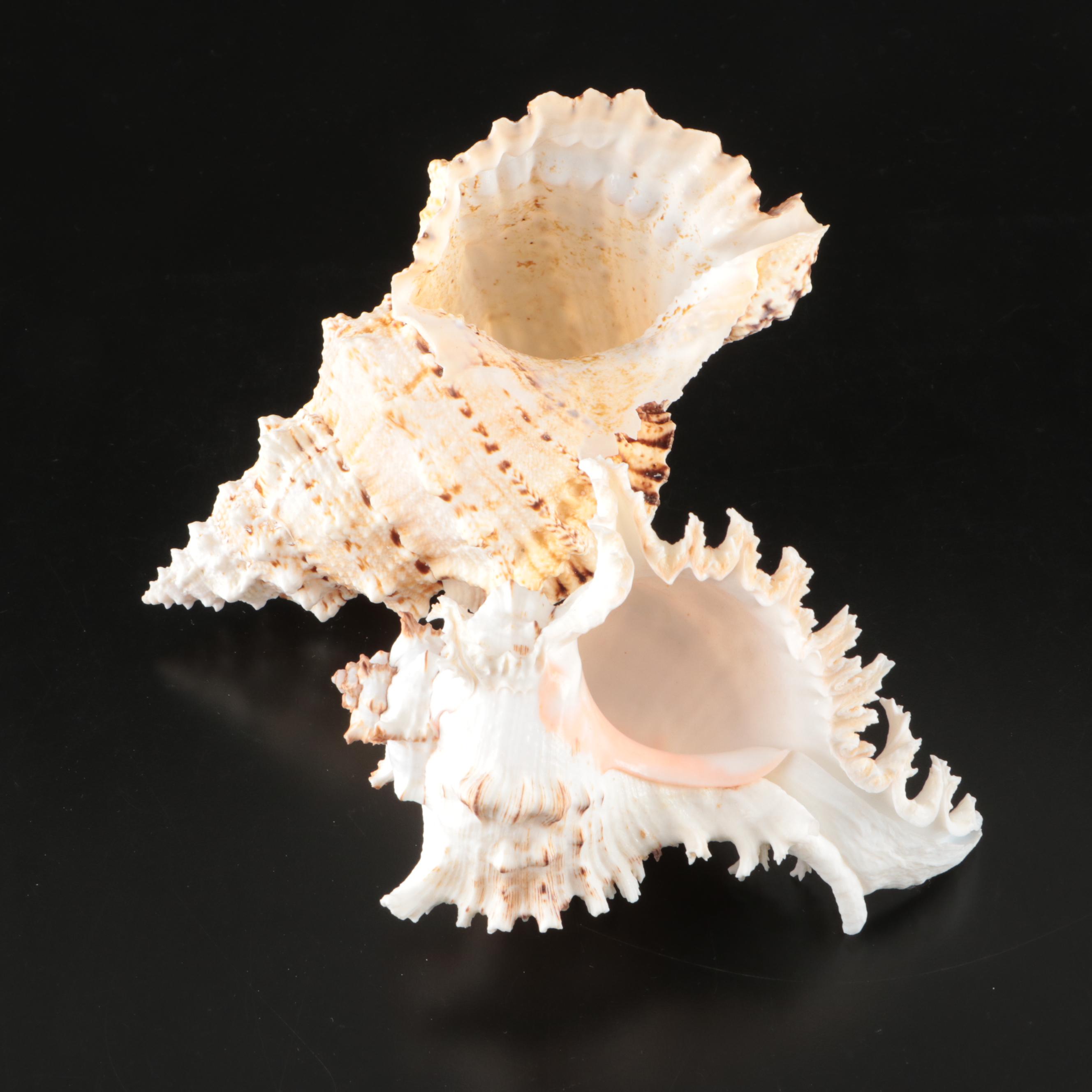 Abalone, Spider Conch, Whelks, Scallop, Ruffled Clam, and Other Shell Specimens