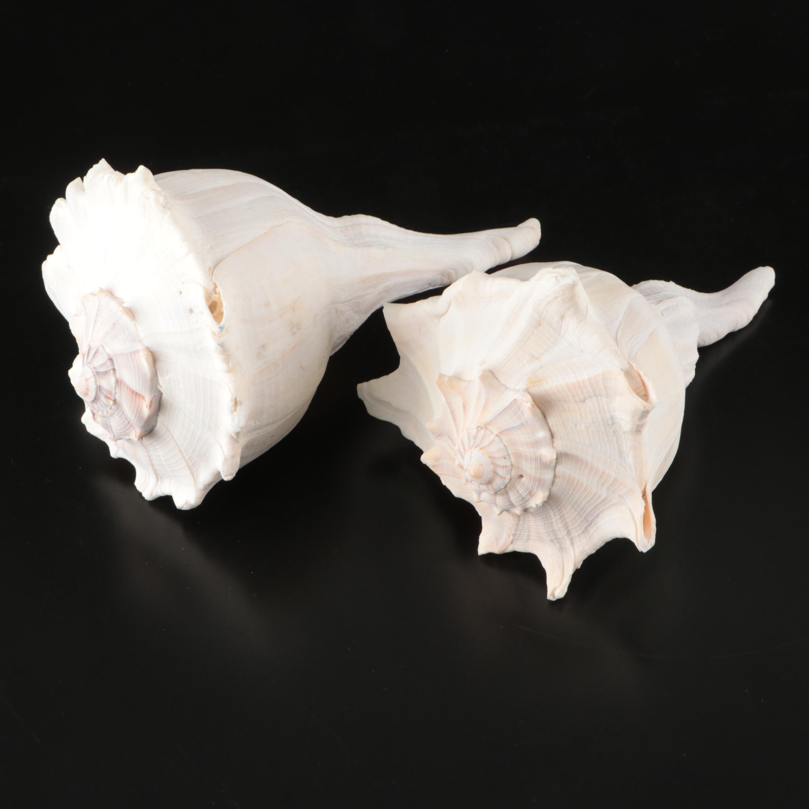 Abalone, Spider Conch, Whelks, Scallop, Ruffled Clam, and Other Shell Specimens