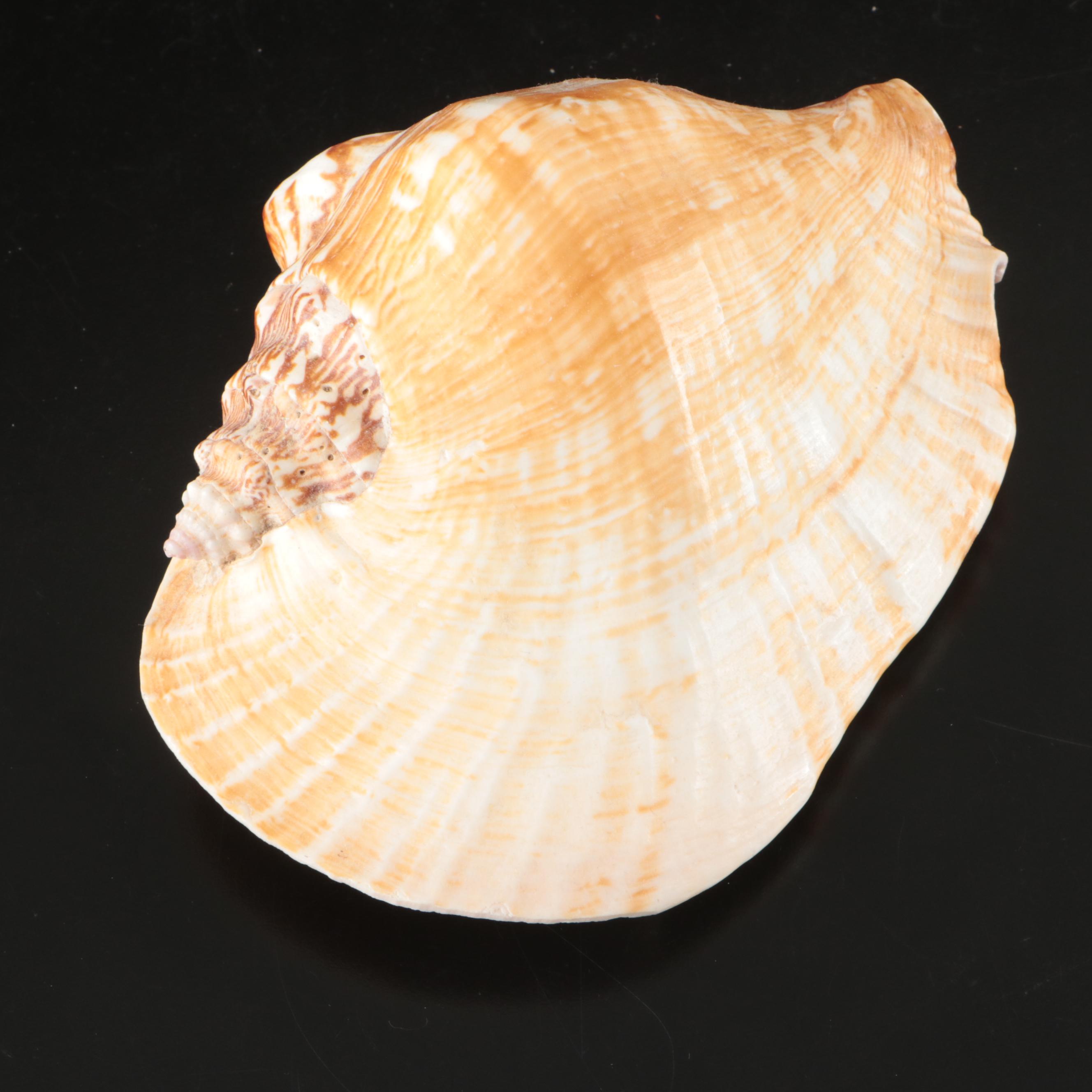 Abalone, Spider Conch, Whelks, Scallop, Ruffled Clam, and Other Shell Specimens