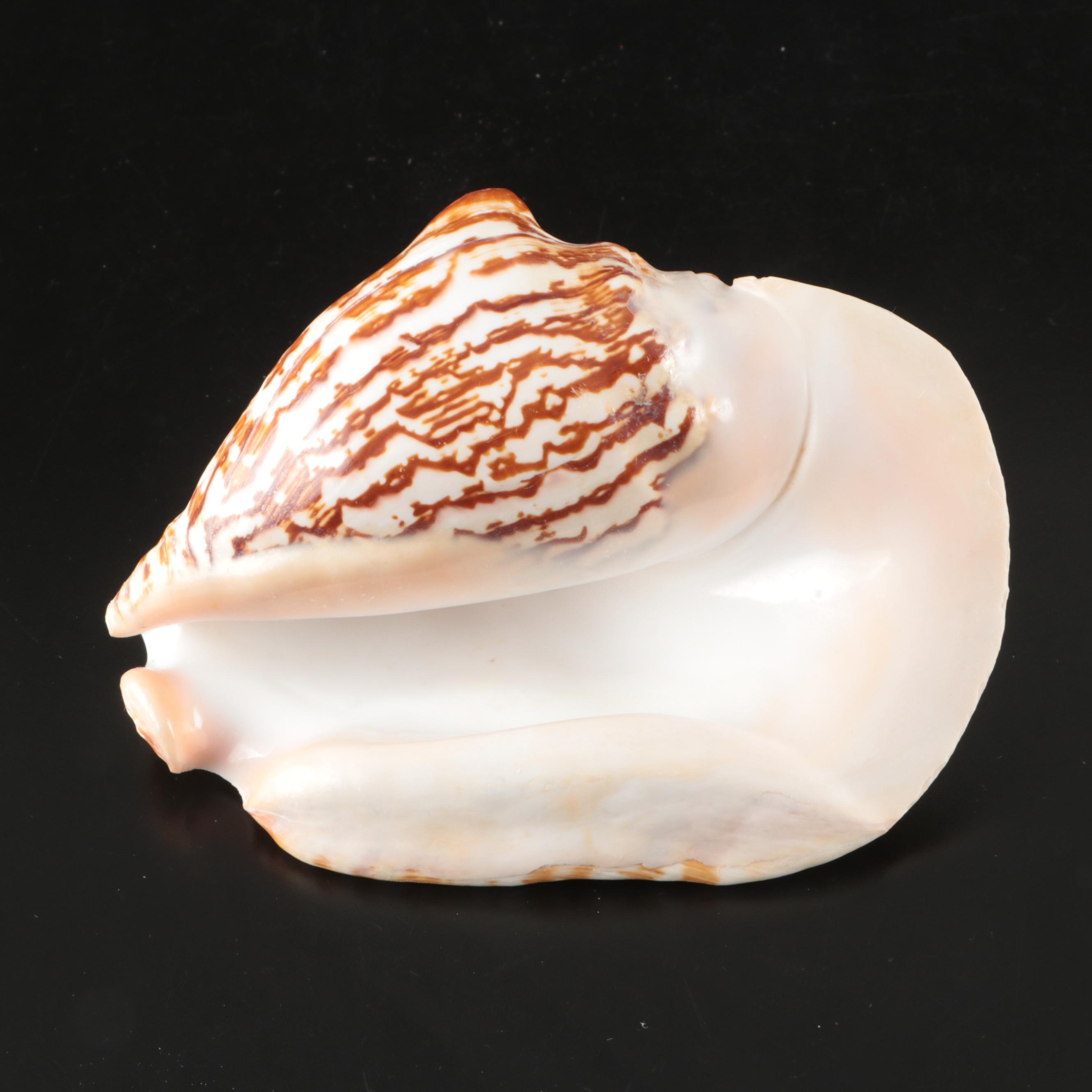 Abalone, Spider Conch, Whelks, Scallop, Ruffled Clam, and Other Shell Specimens