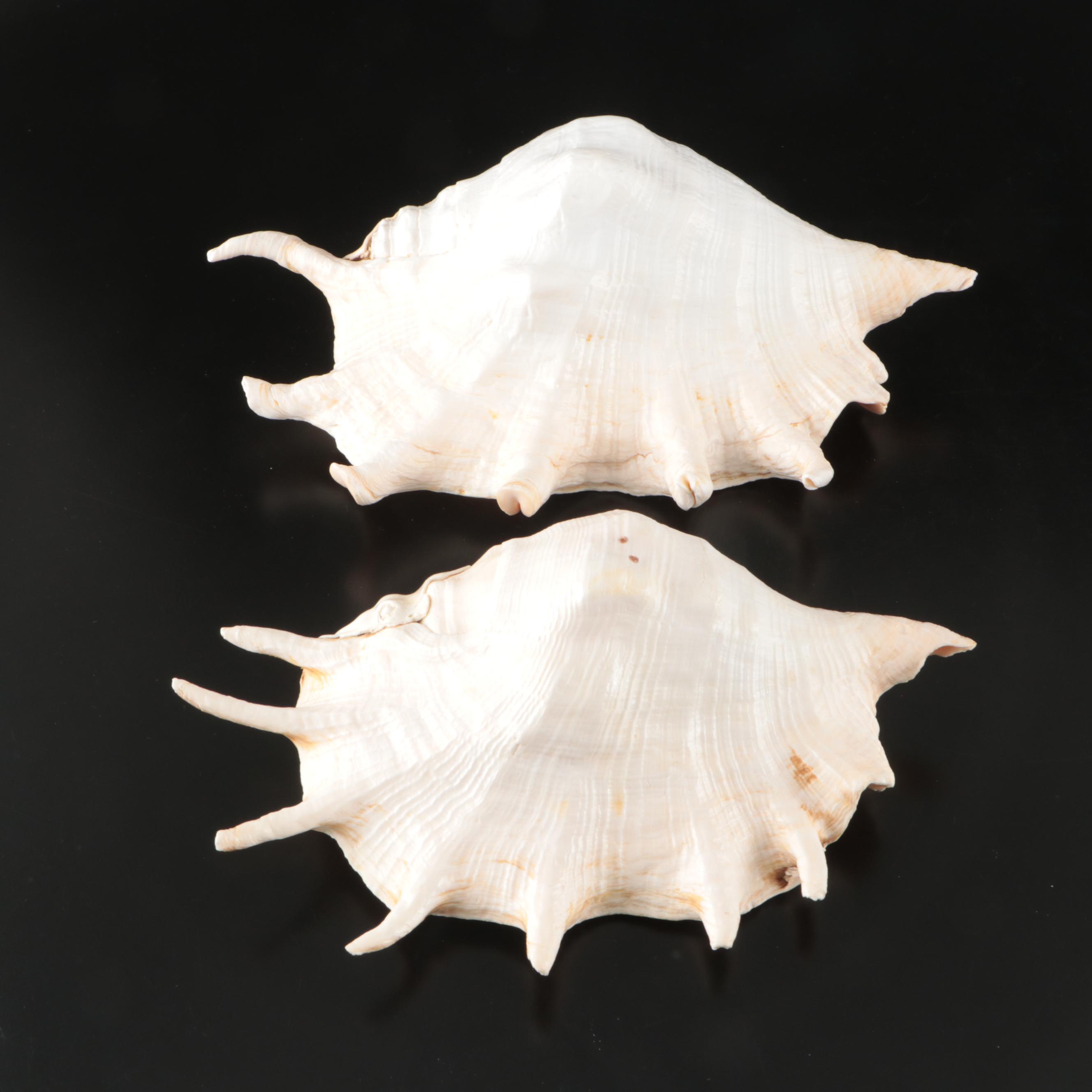 Abalone, Spider Conch, Whelks, Scallop, Ruffled Clam, and Other Shell Specimens