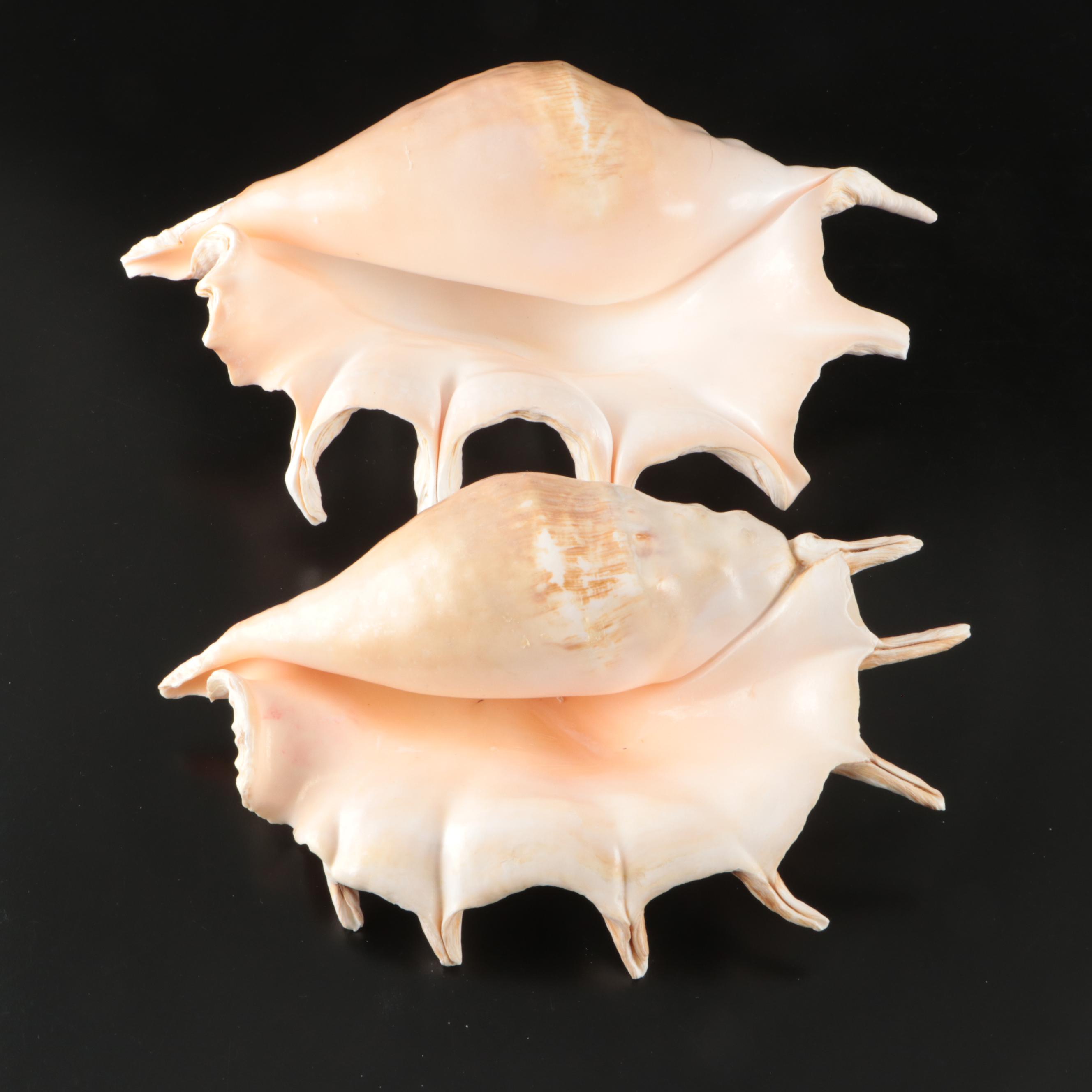 Abalone, Spider Conch, Whelks, Scallop, Ruffled Clam, and Other Shell Specimens