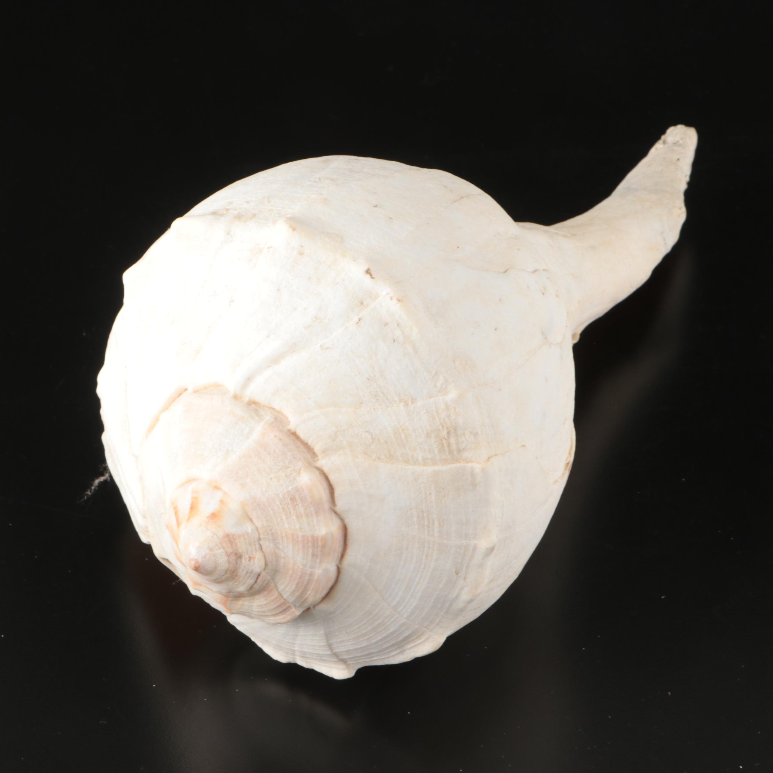 Abalone, Spider Conch, Whelks, Scallop, Ruffled Clam, and Other Shell Specimens