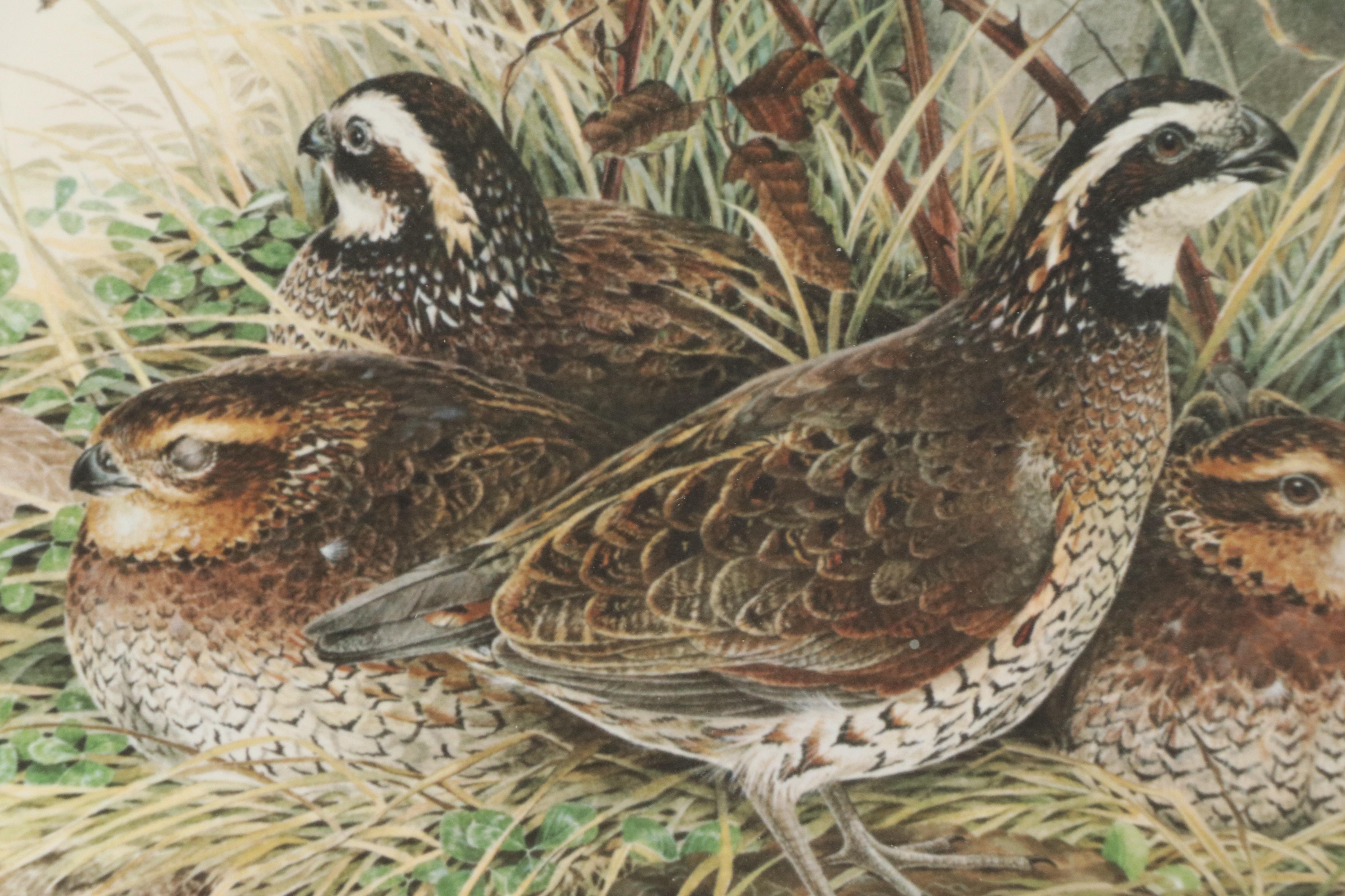 Don Whitlatch Offset Lithograph "Bobwhite Quail"