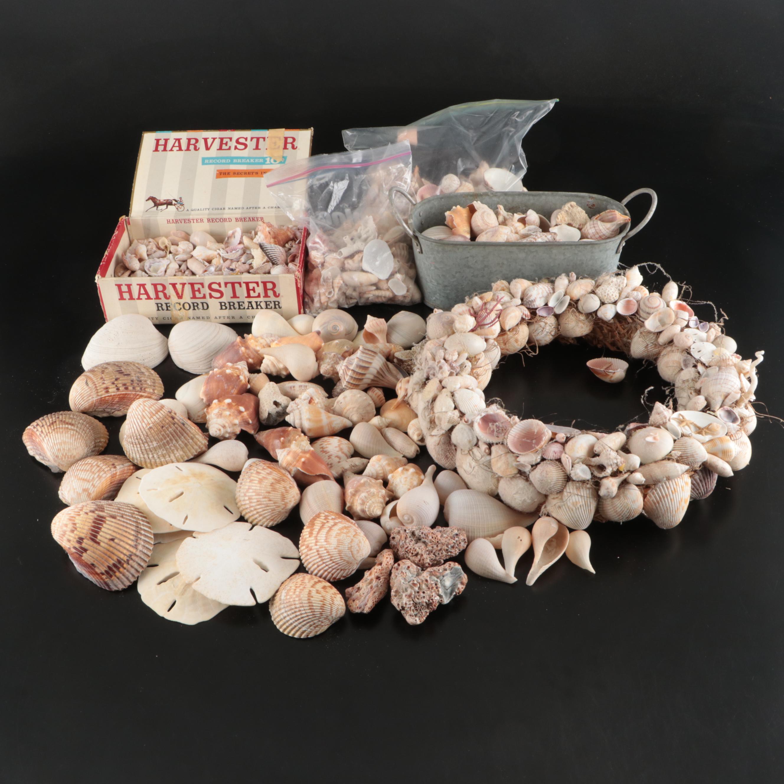 Tulip Shells, Sand Dollars, Fossil Tube Worm Shells, Seashell Wreath and More
