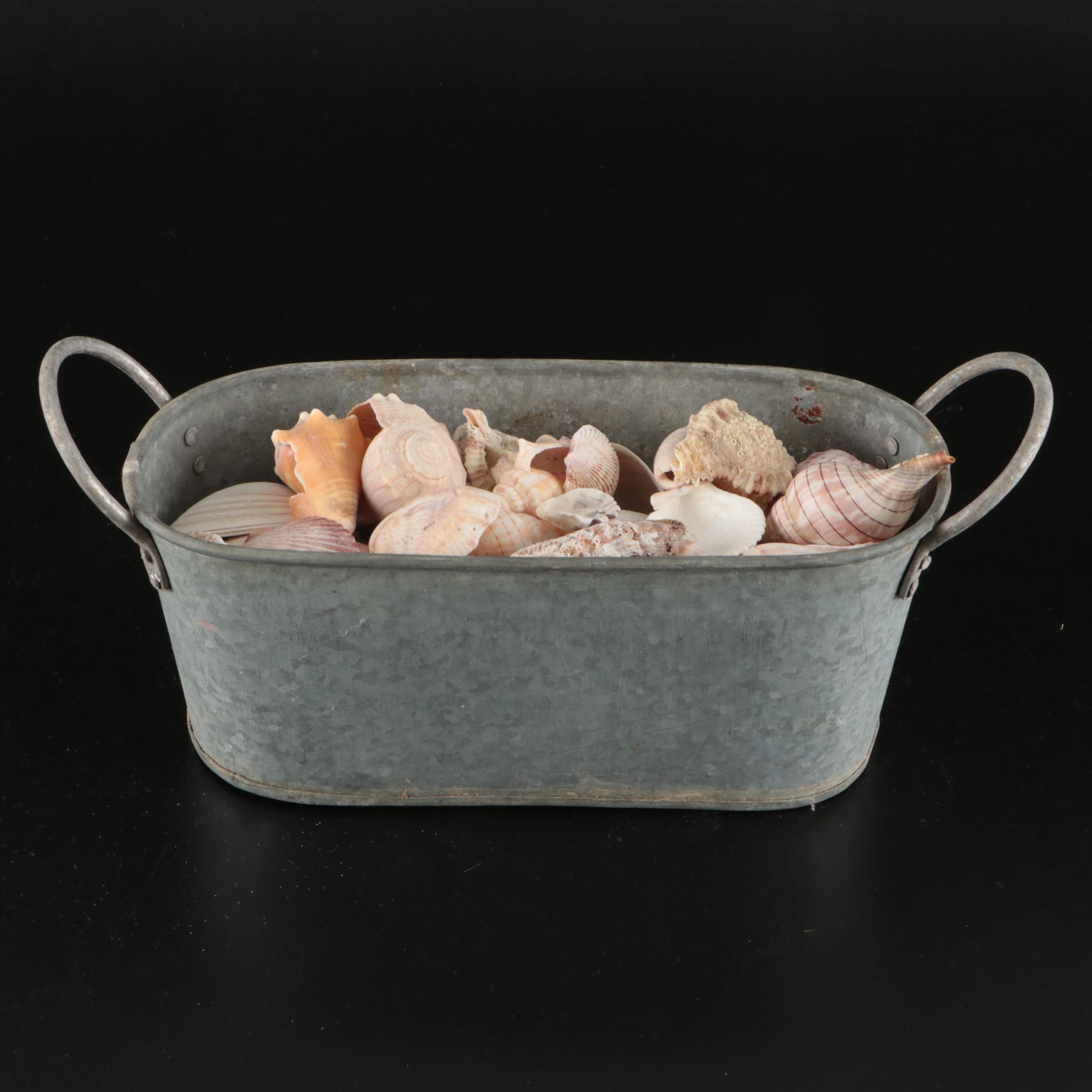 Tulip Shells, Sand Dollars, Fossil Tube Worm Shells, Seashell Wreath and More