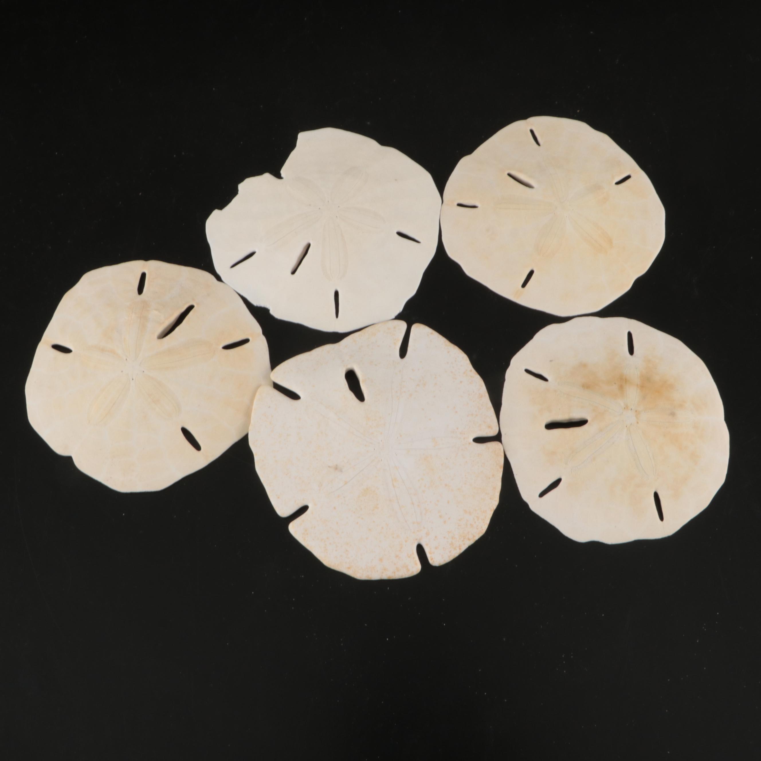 Tulip Shells, Sand Dollars, Fossil Tube Worm Shells, Seashell Wreath and More