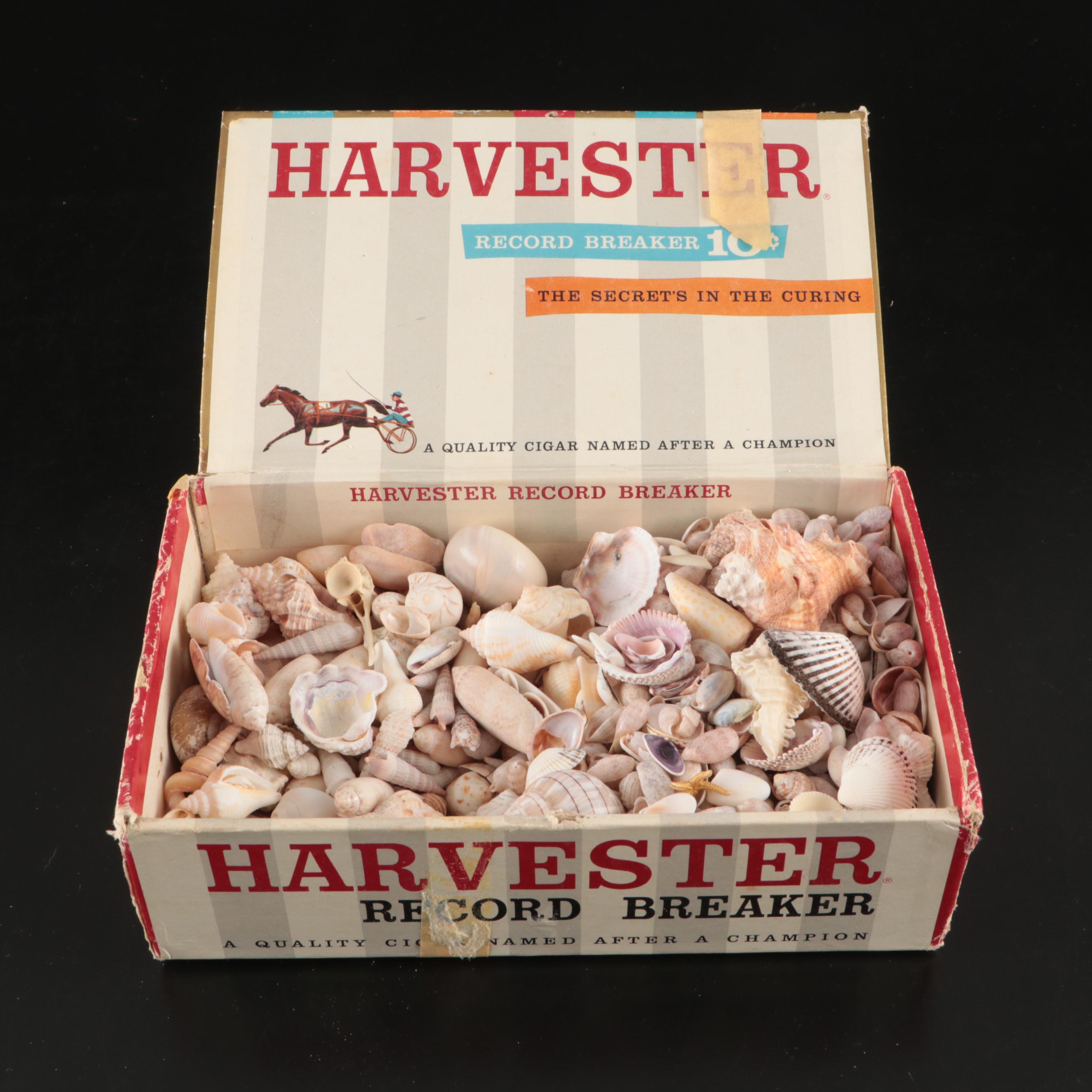 Tulip Shells, Sand Dollars, Fossil Tube Worm Shells, Seashell Wreath and More