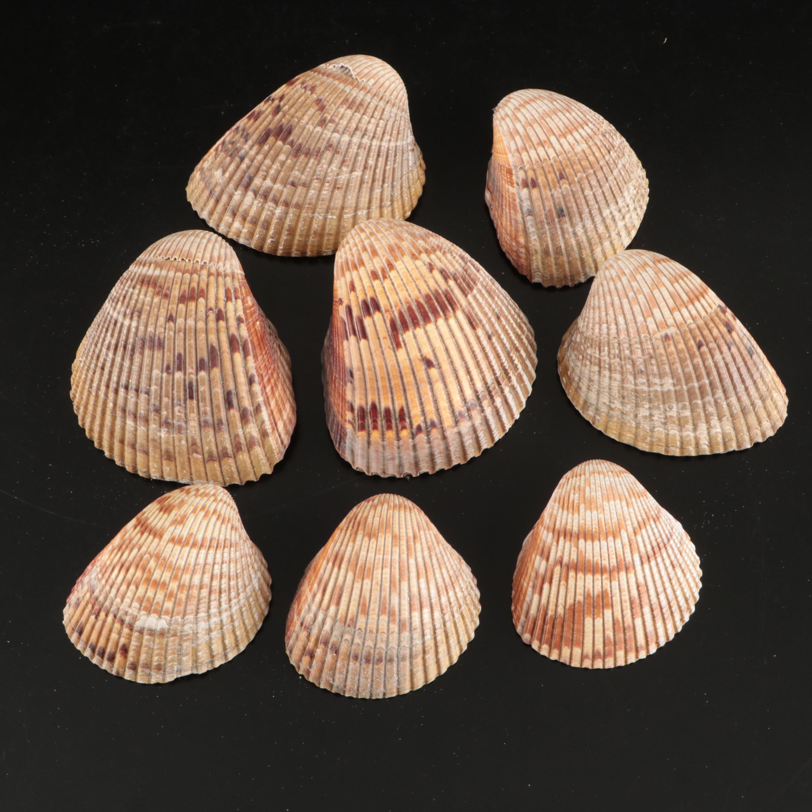 Tulip Shells, Sand Dollars, Fossil Tube Worm Shells, Seashell Wreath and More