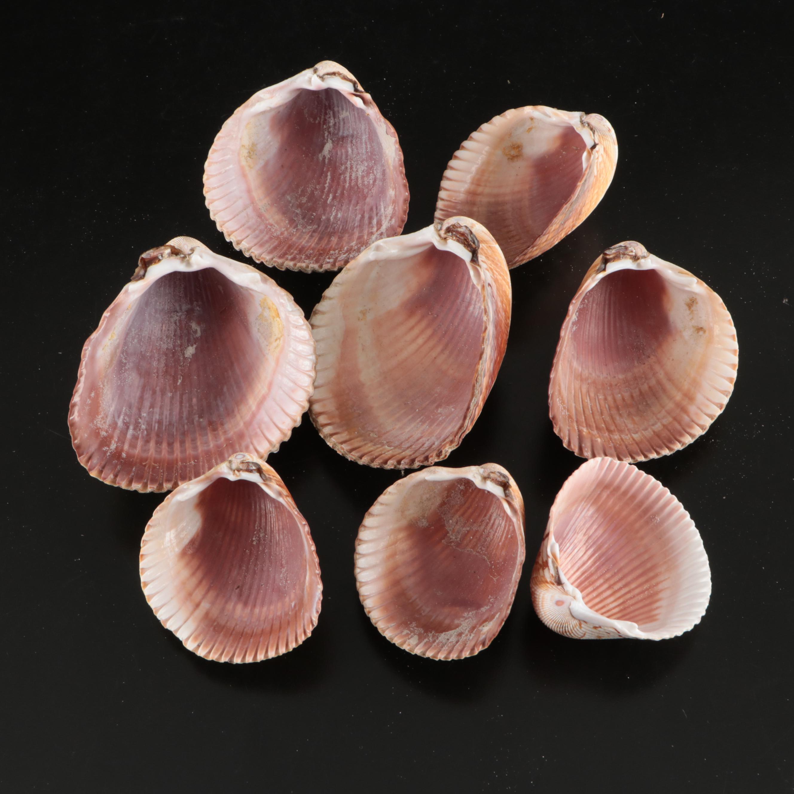 Tulip Shells, Sand Dollars, Fossil Tube Worm Shells, Seashell Wreath and More