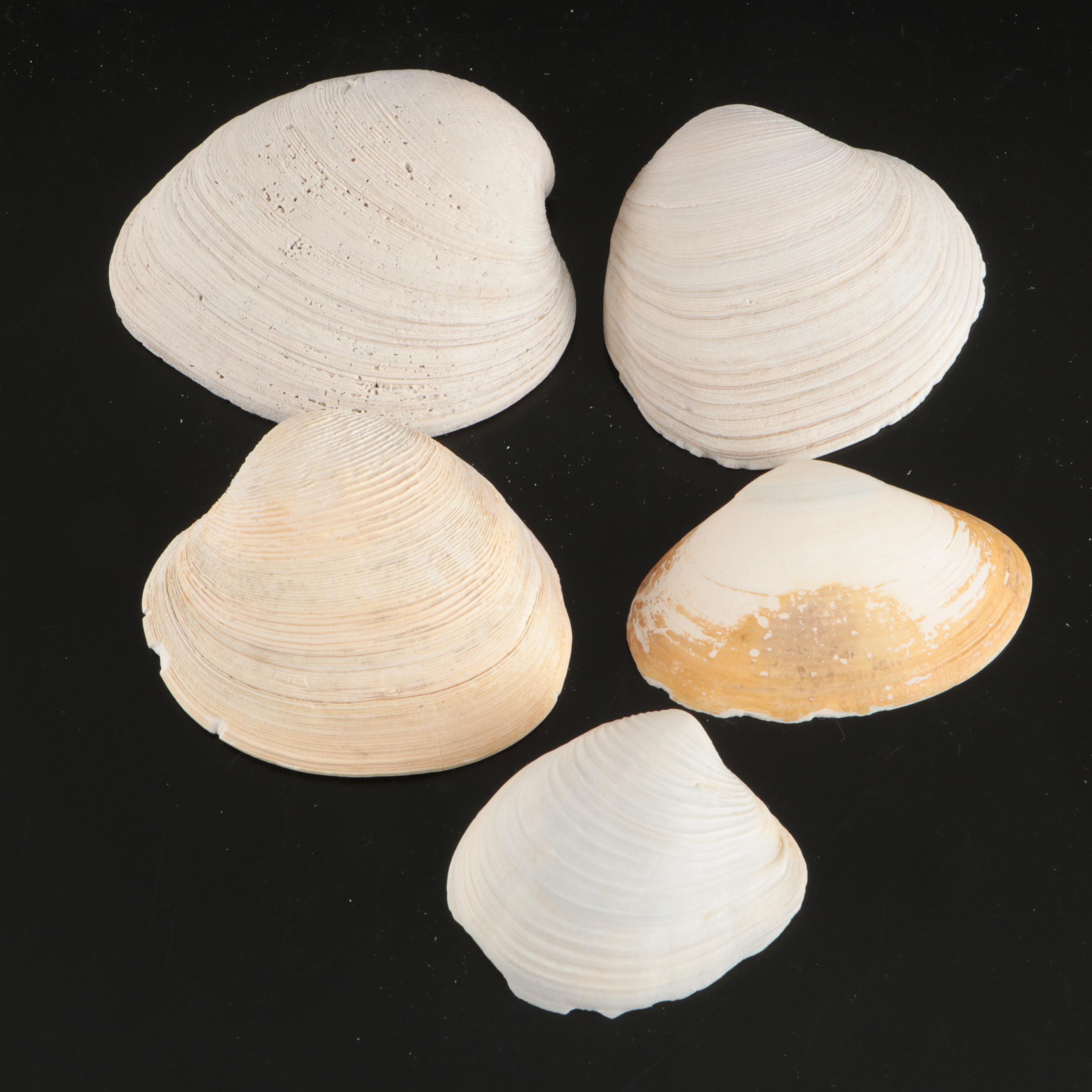 Tulip Shells, Sand Dollars, Fossil Tube Worm Shells, Seashell Wreath and More