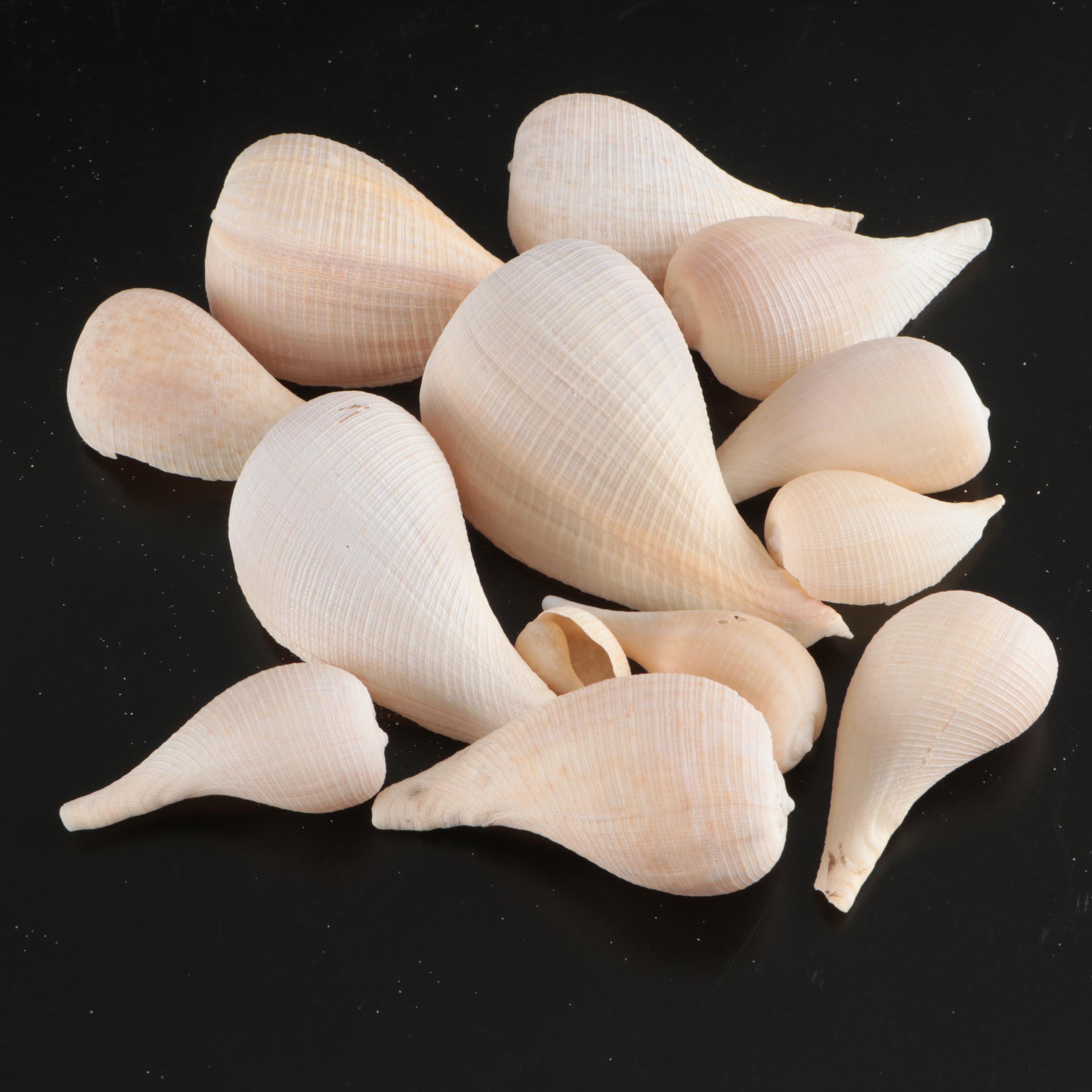Tulip Shells, Sand Dollars, Fossil Tube Worm Shells, Seashell Wreath and More