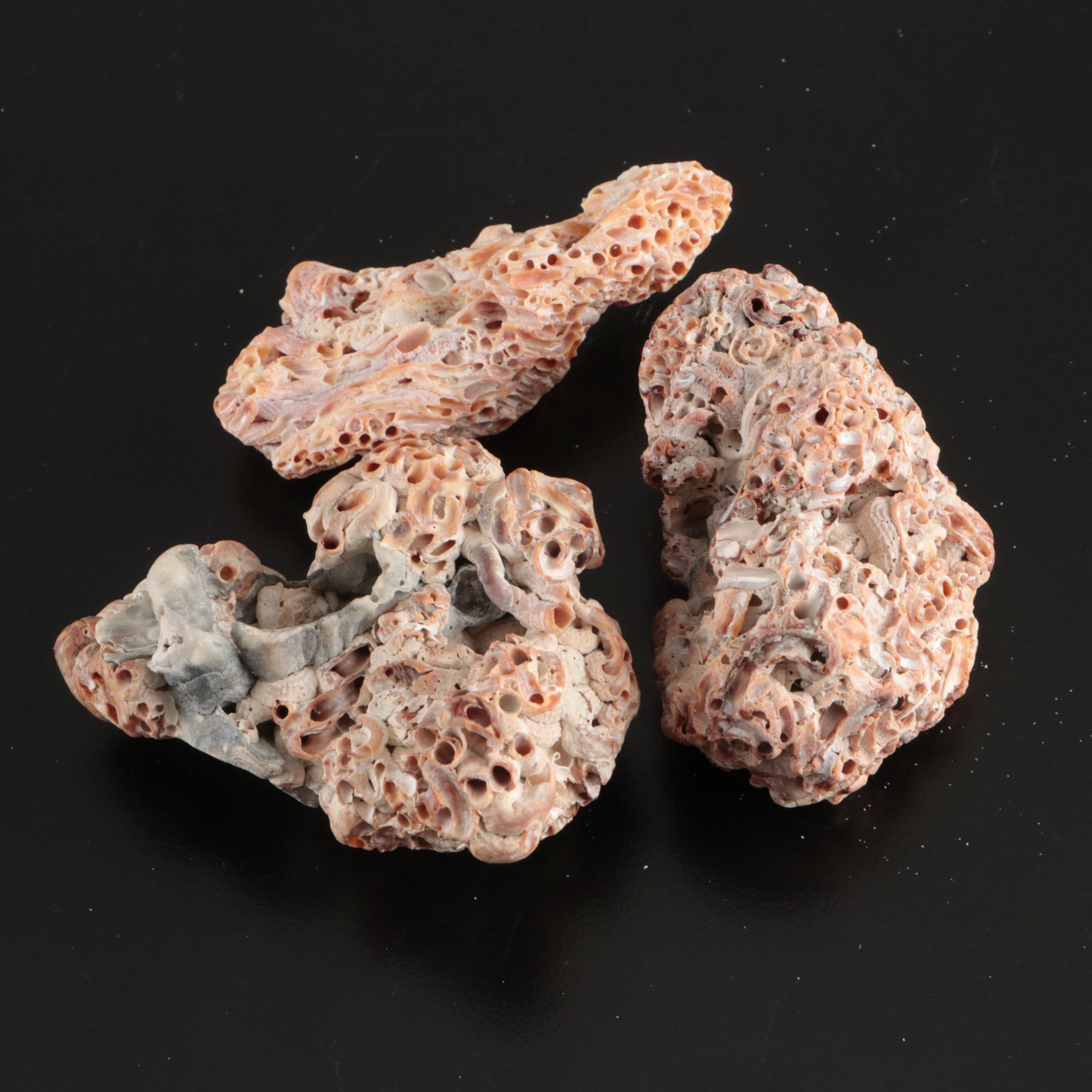 Tulip Shells, Sand Dollars, Fossil Tube Worm Shells, Seashell Wreath and More