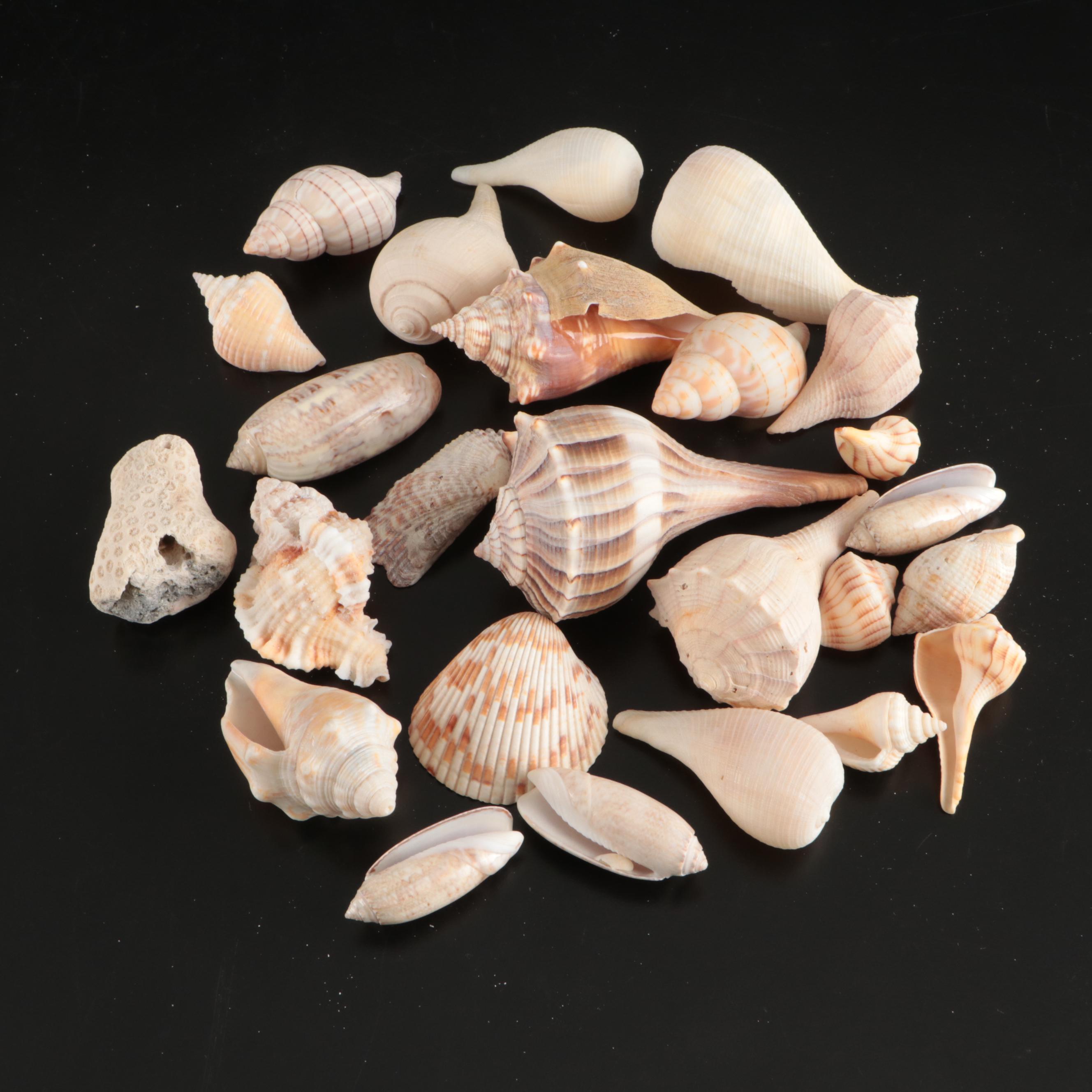 Tulip Shells, Sand Dollars, Fossil Tube Worm Shells, Seashell Wreath and More