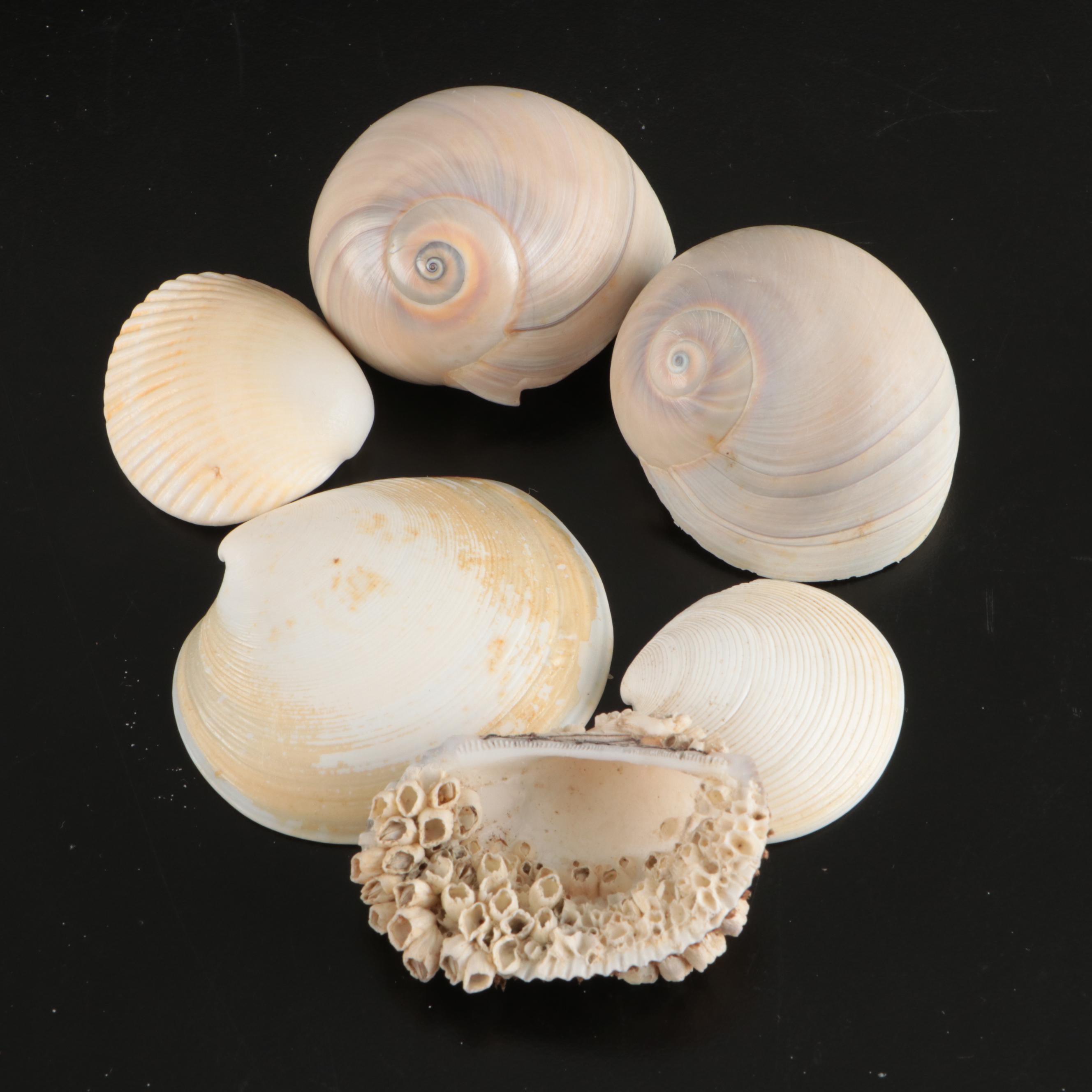 Tulip Shells, Sand Dollars, Fossil Tube Worm Shells, Seashell Wreath and More