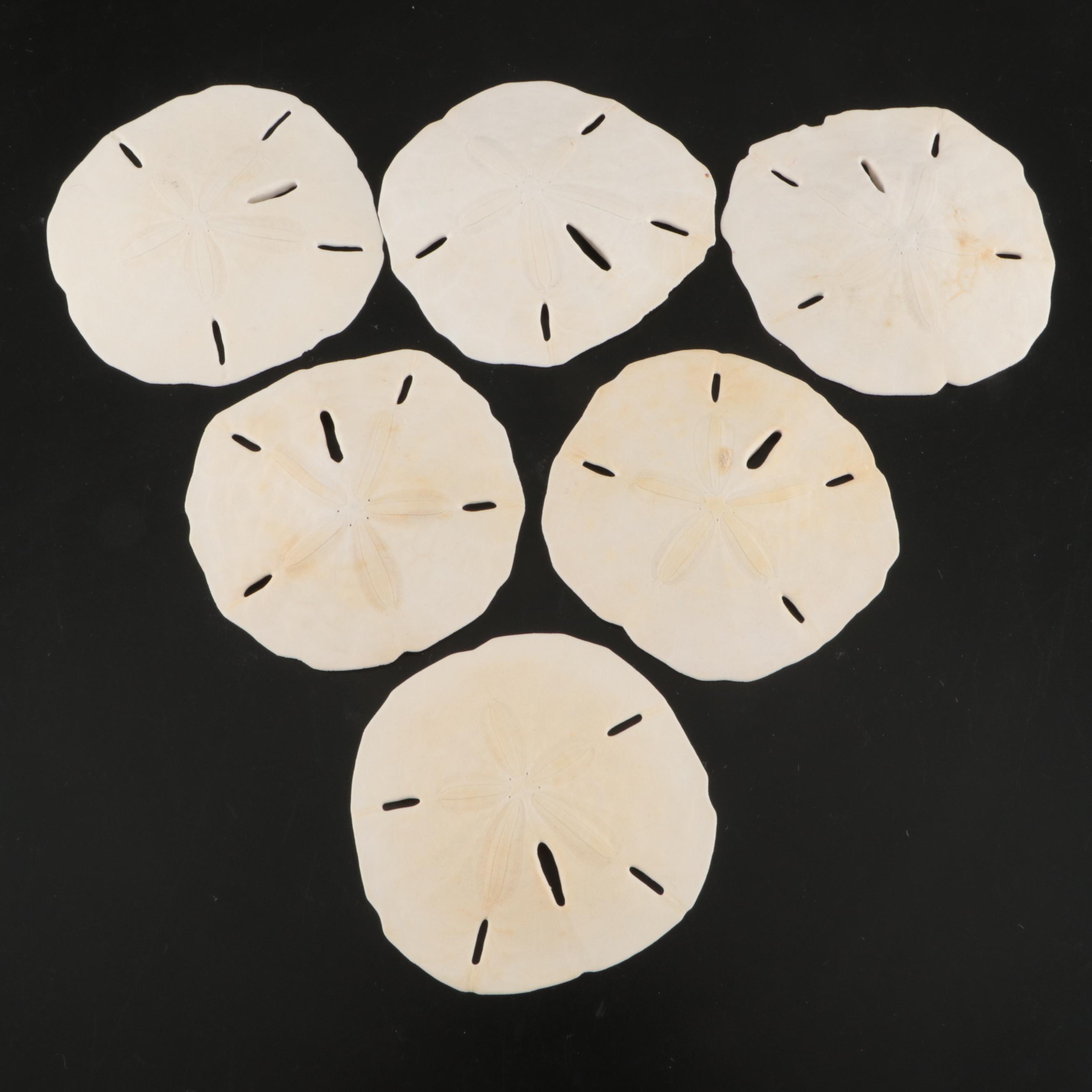 Queen Miter, Giant Clam, Harp Shell, Sand Dollars and More