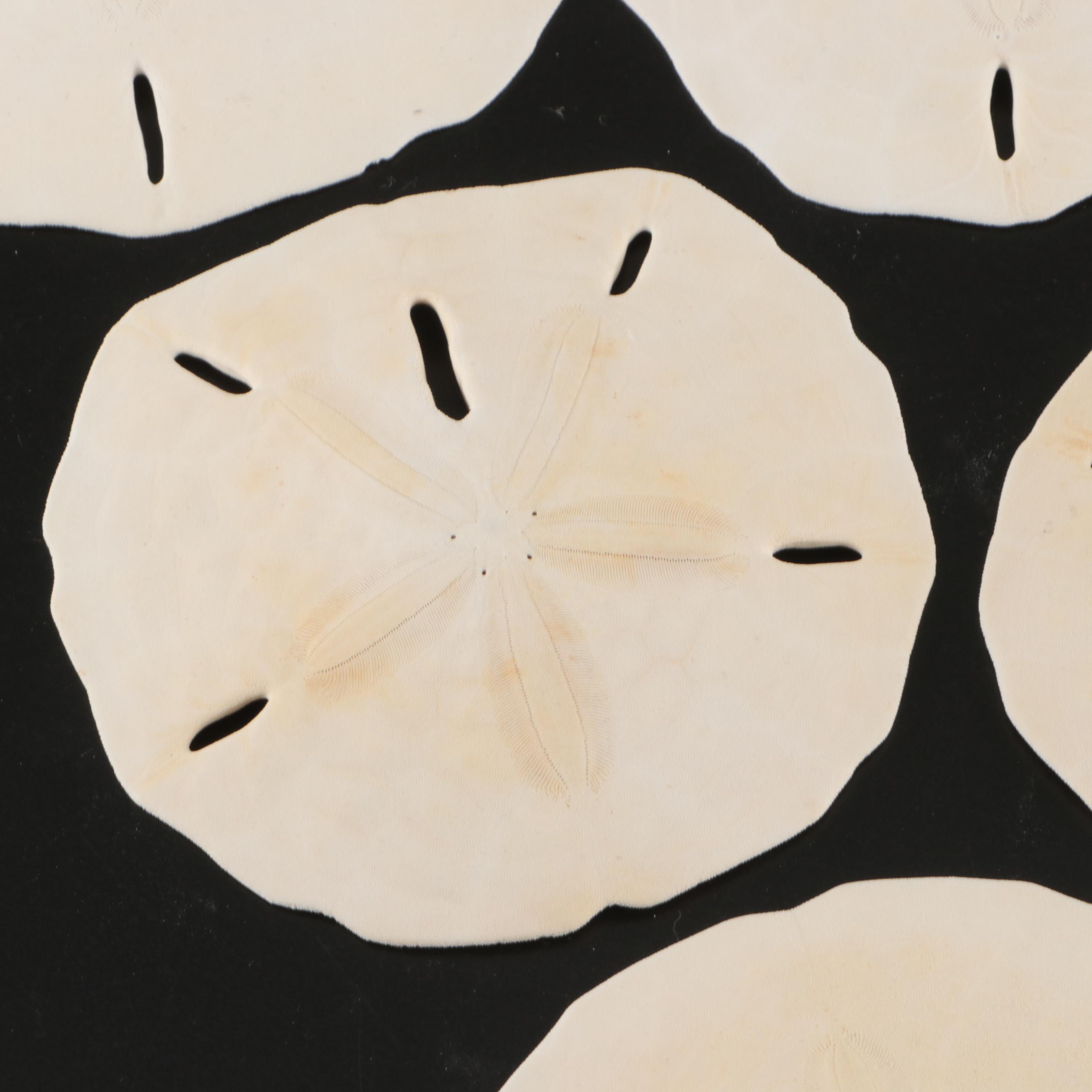 Queen Miter, Giant Clam, Harp Shell, Sand Dollars and More