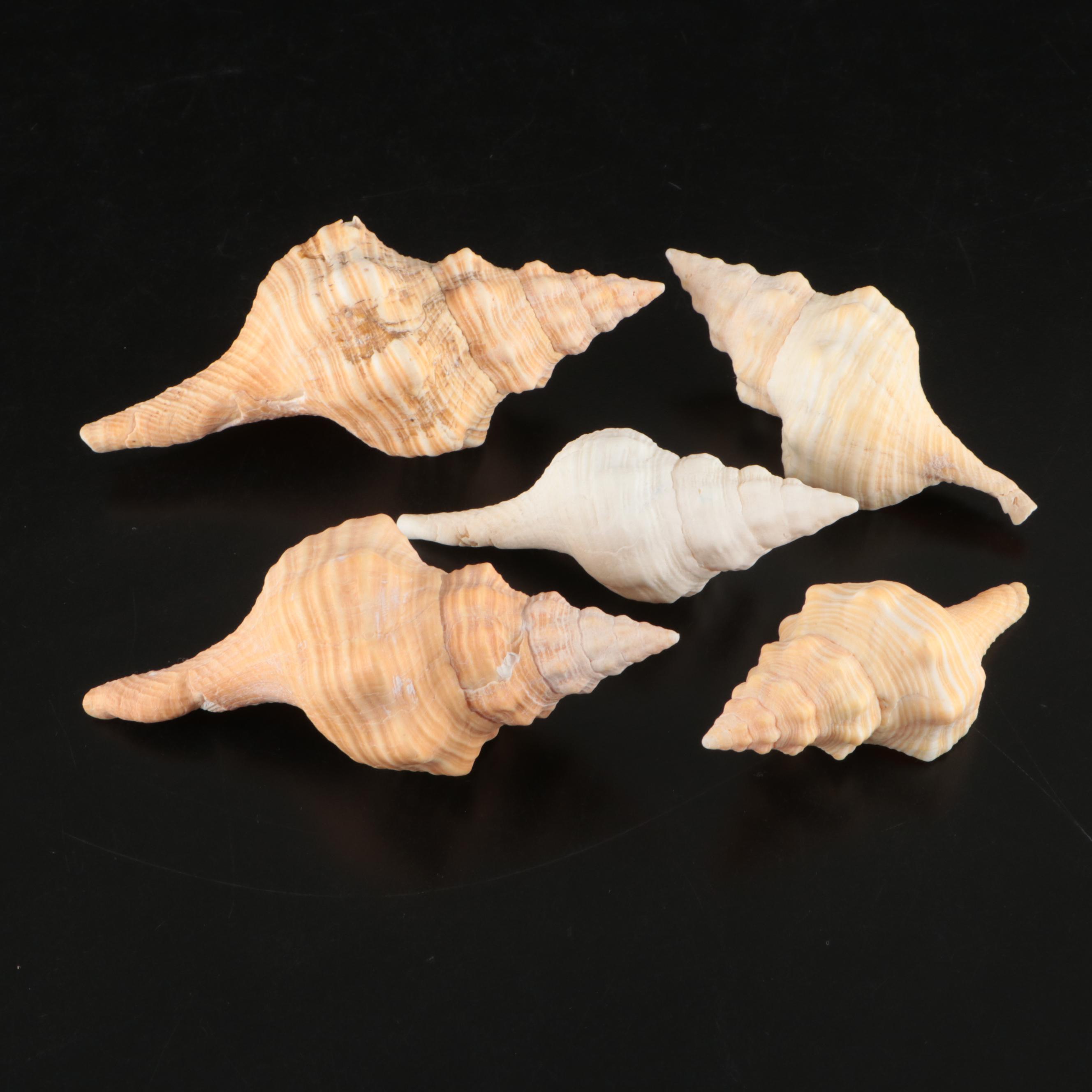 Queen Miter, Giant Clam, Harp Shell, Sand Dollars and More